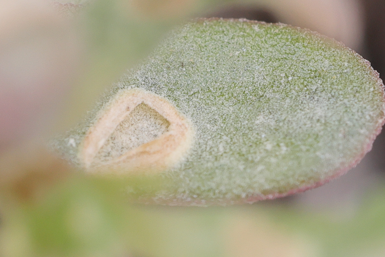 Afficher le média wilsoniana_oleracae3md wilsoniana_oleracae3md