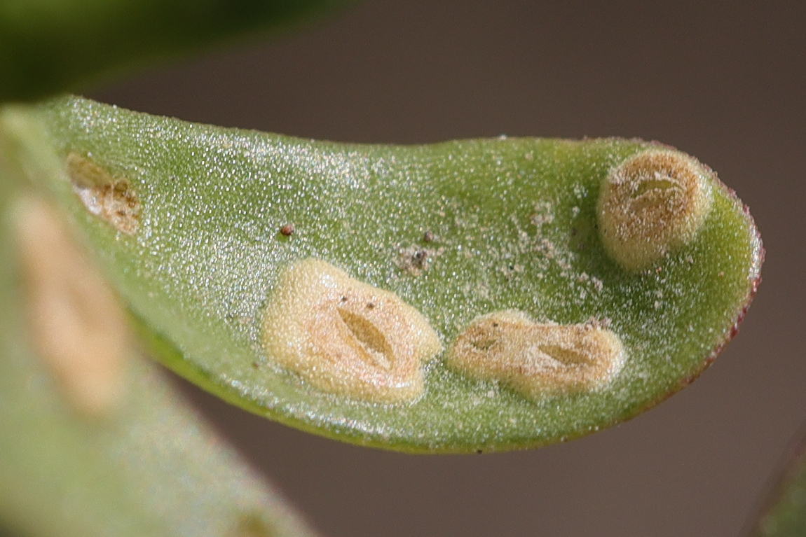 Afficher le média wilsoniana_portulacae4md wilsoniana_portulacae4md