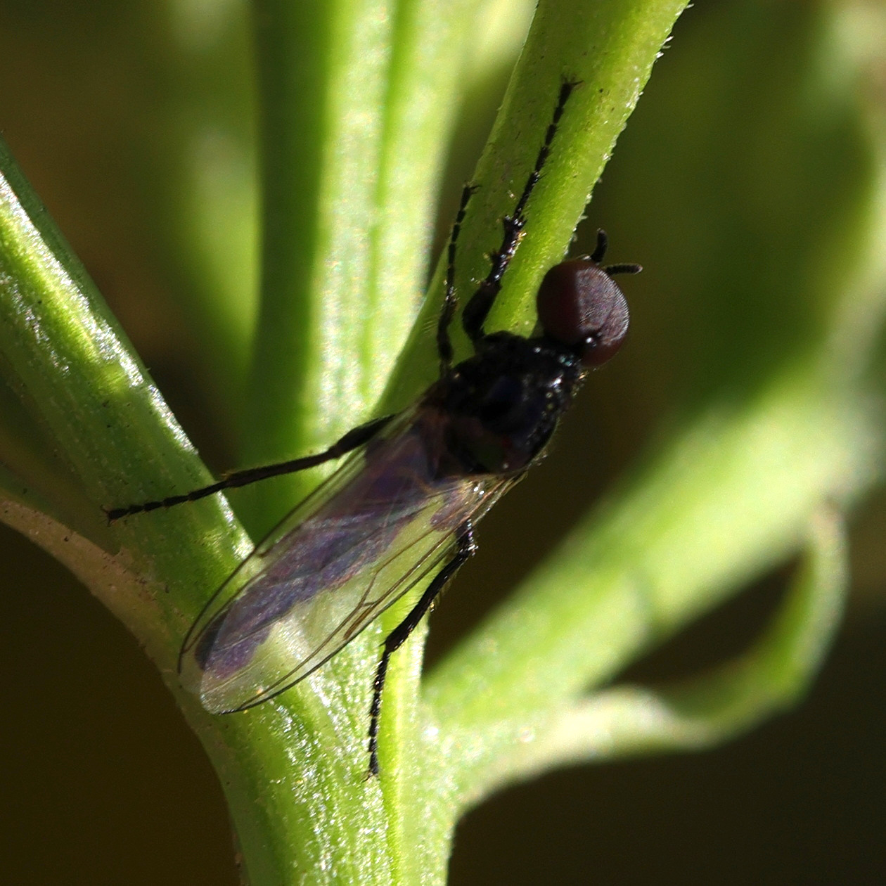 dilophus_febrilis7md