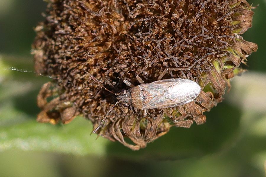 nysius_senecionis1md