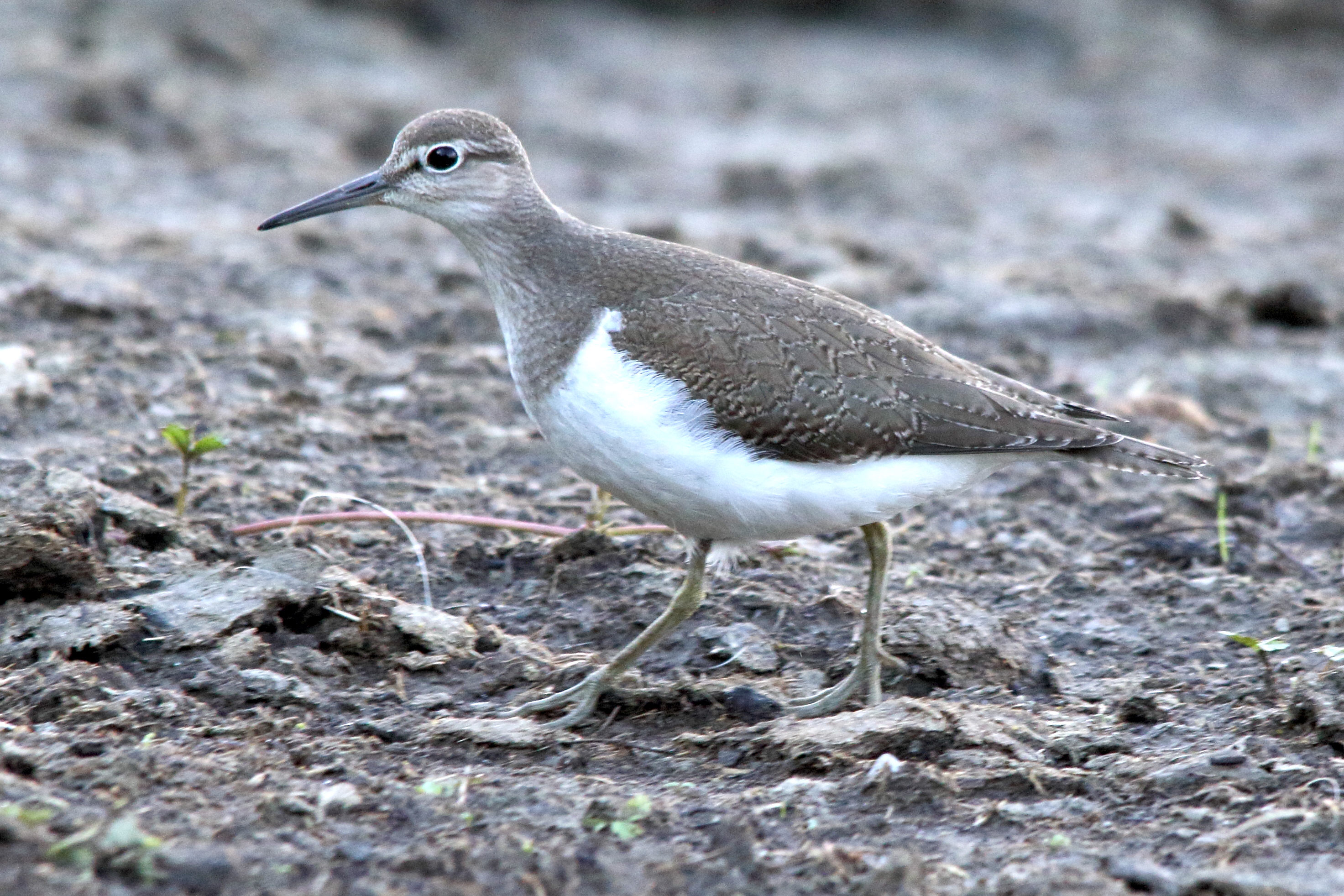 chevalier_guignette_-_actitis_hypoleucos7md