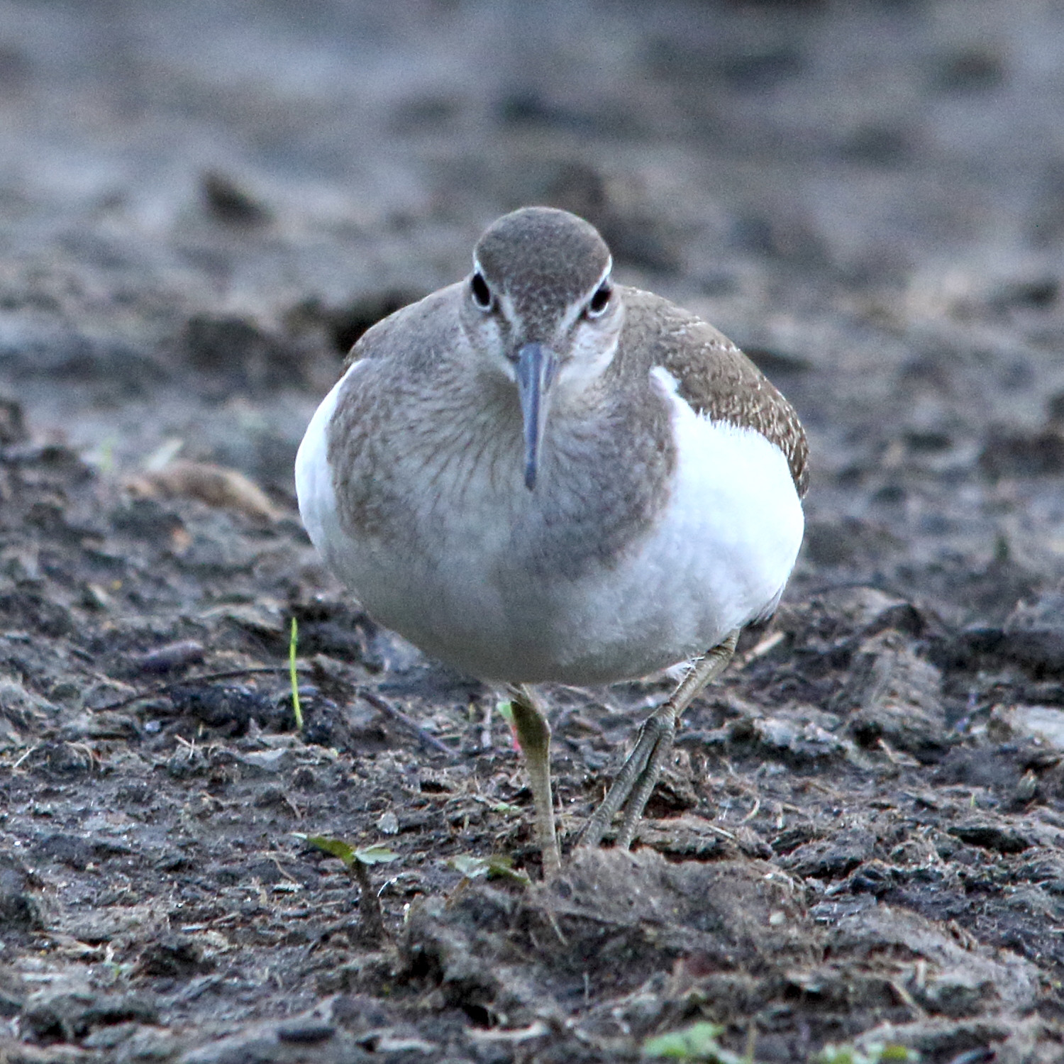 chevalier_guignette_-_actitis_hypoleucos8md