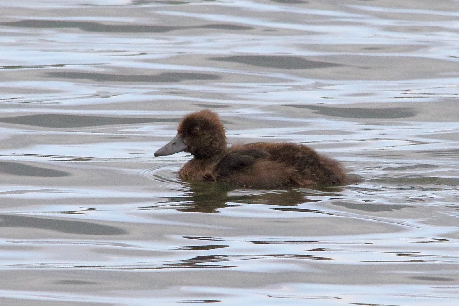 fuligule_morillon_-_aythya_fuligula9md