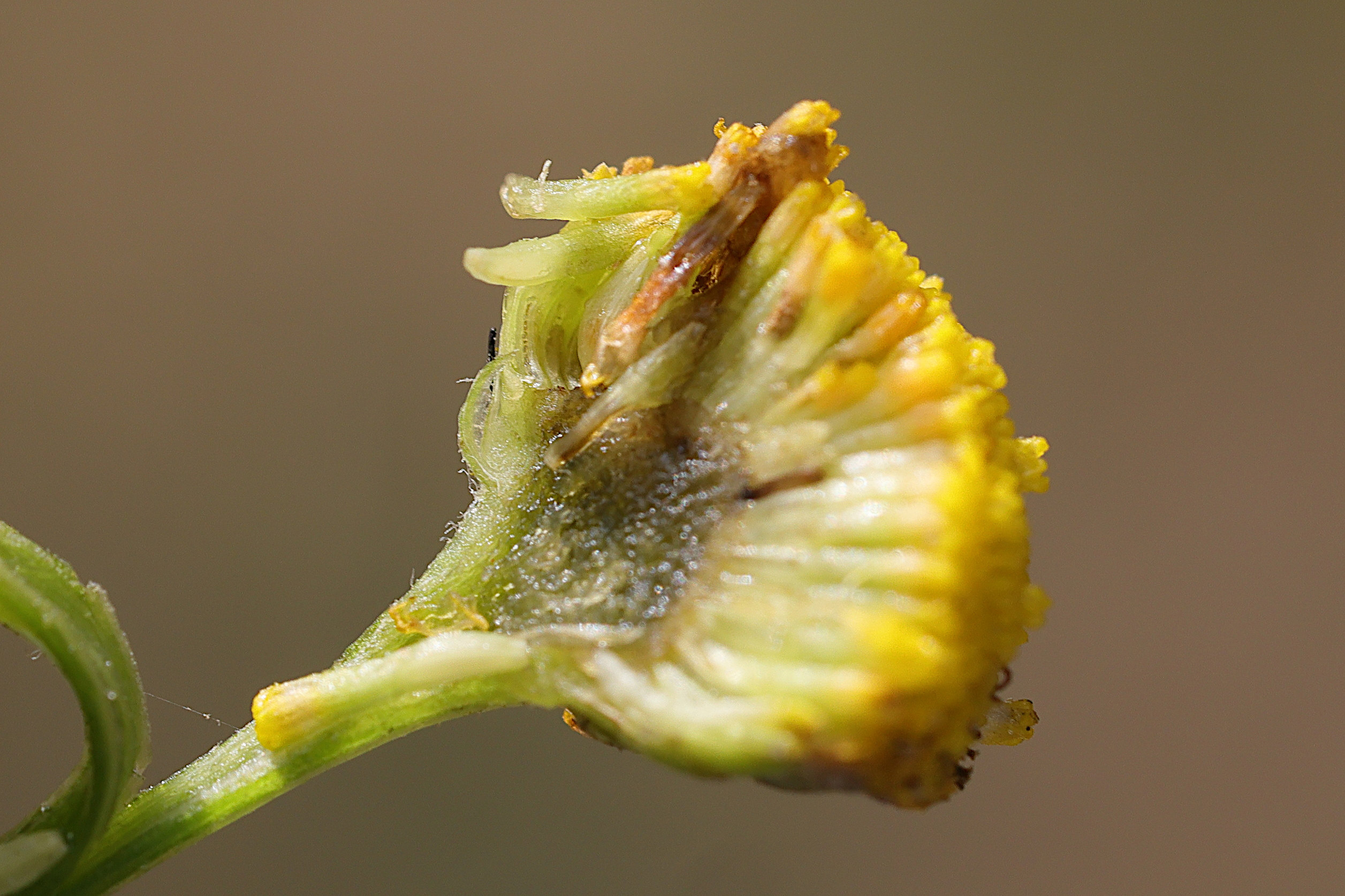 Afficher le média rhopalomyia_tanaceticola_galle6md rhopalomyia_tanaceticola_galle6md