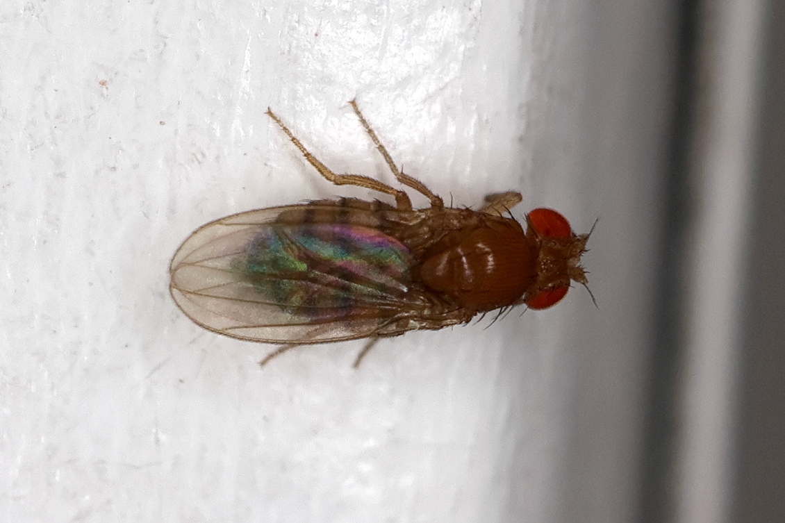 Afficher le média drosophila_sp1md drosophila_sp1md