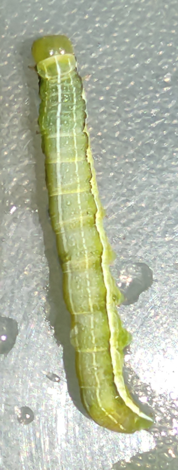 orthosia_gothica_ch1bd