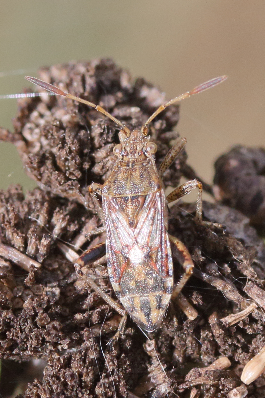 stictopleurus_abutilon2md