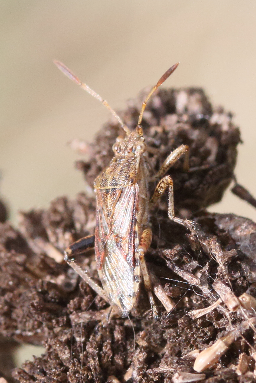 stictopleurus_abutilon3md