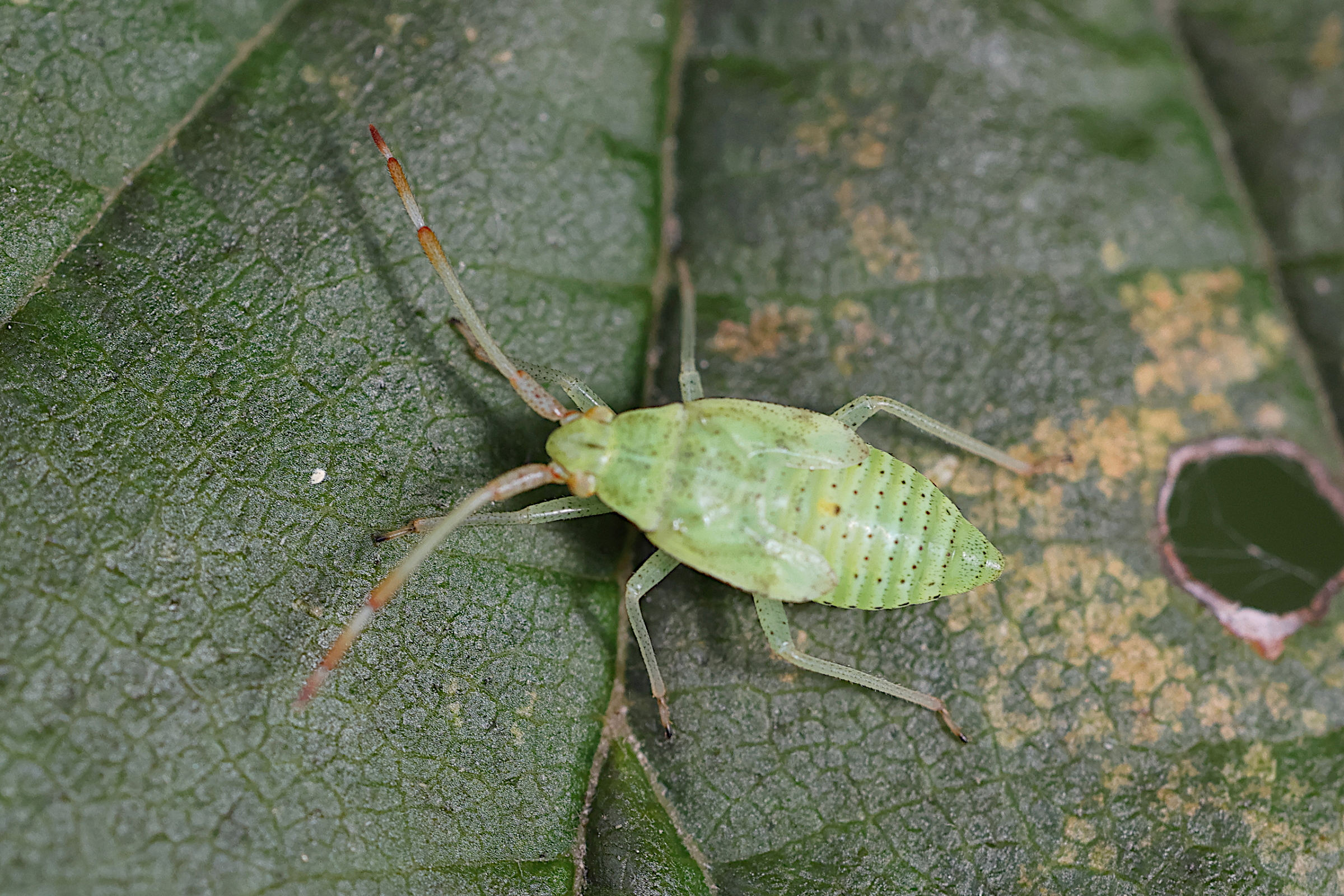 pantilius_tunicatus4md