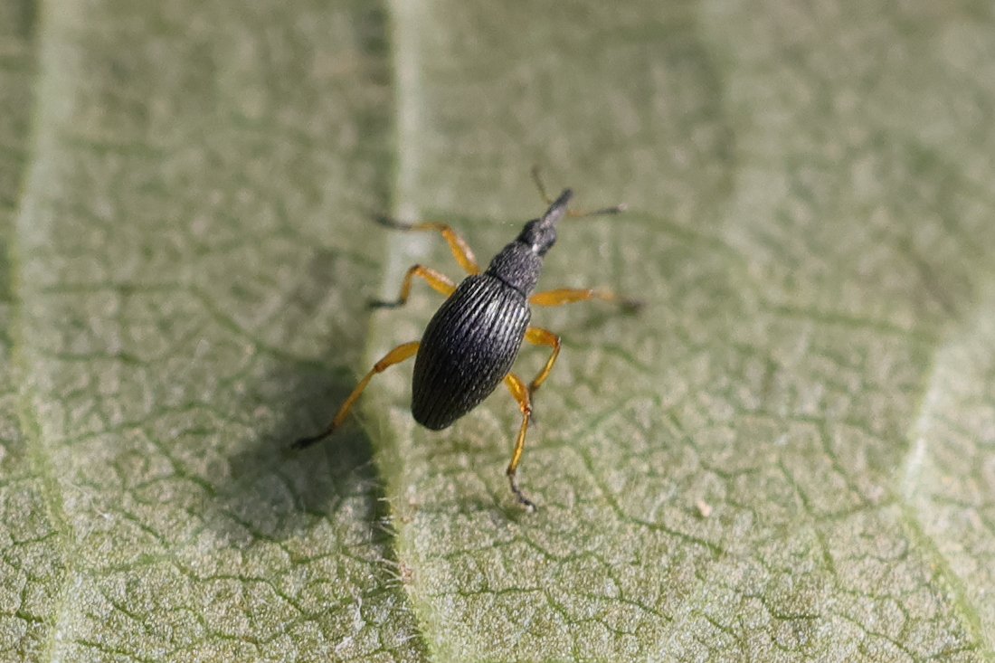 protapion_fulvipes3md