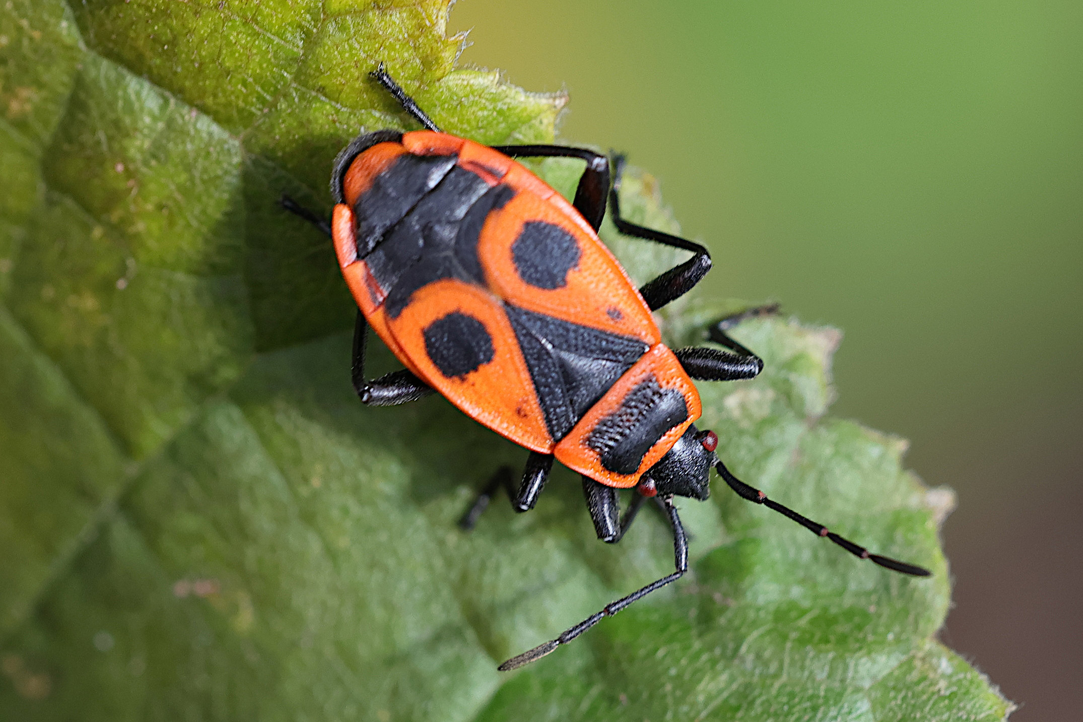 pyrrhocoris_apterus6md