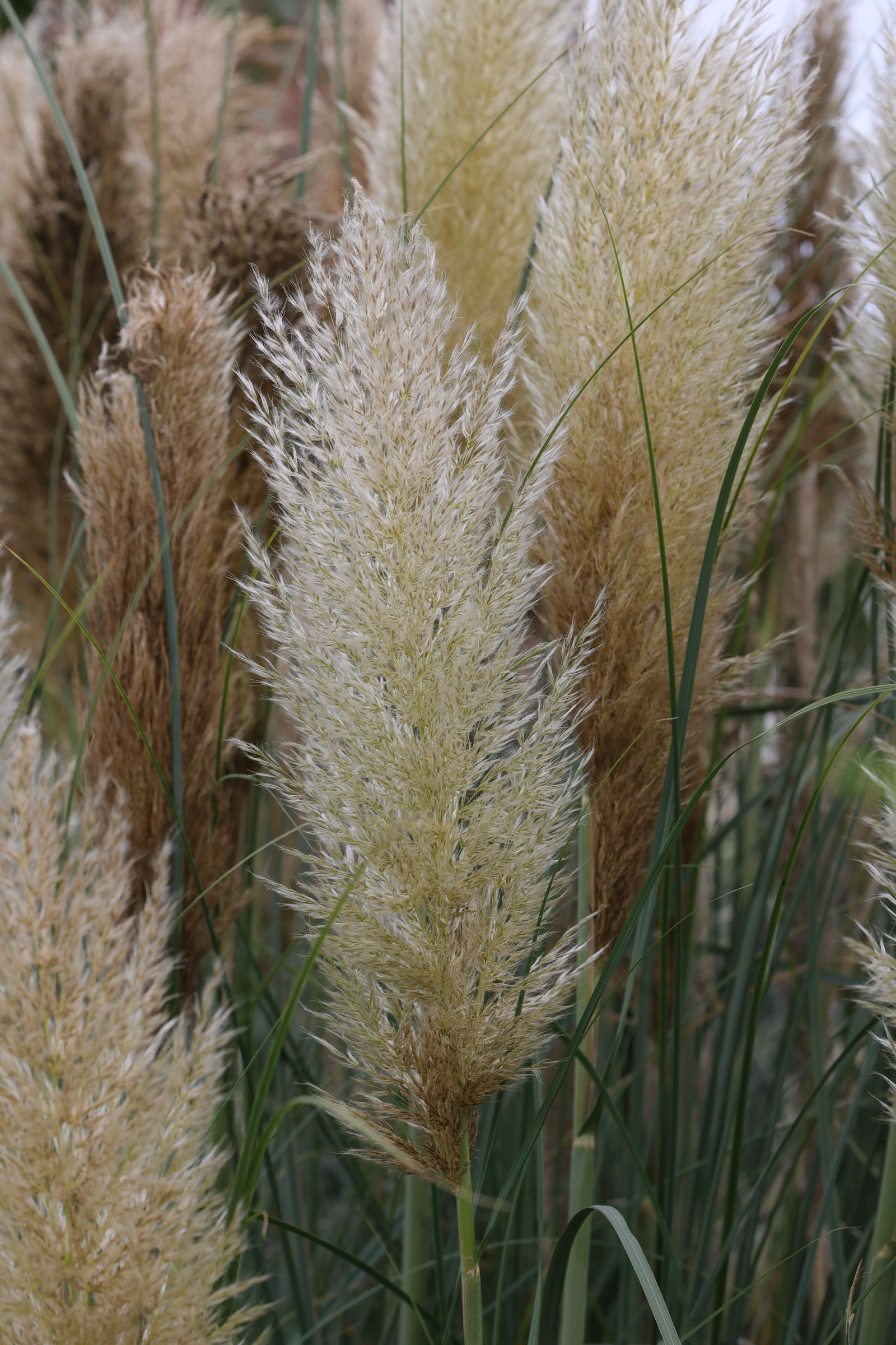 cortaderia_selloana8md