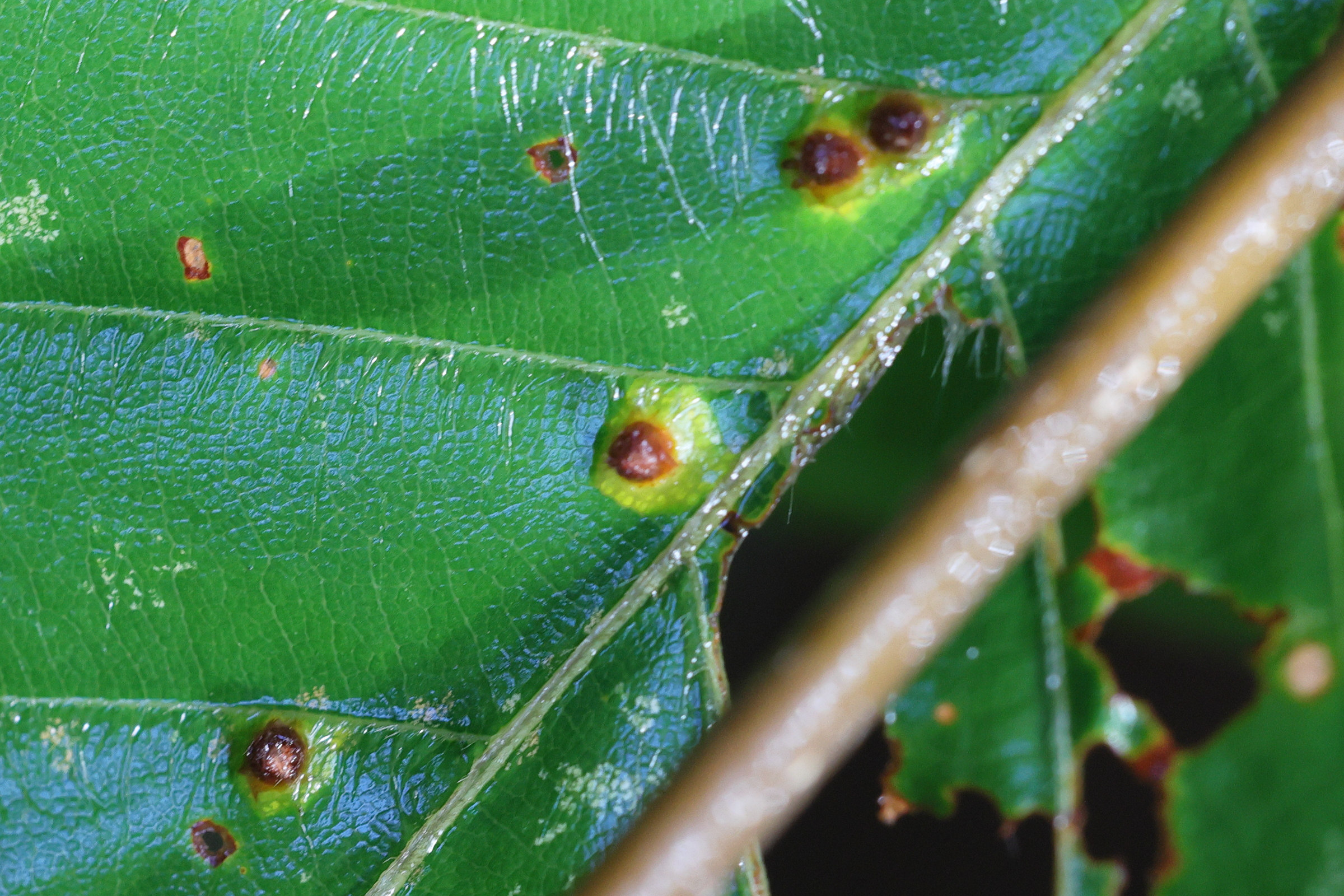 hartigiola_annulipes_galle2md