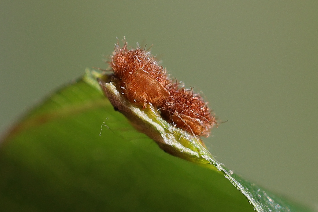 hartigiola_annulipes_galle6md