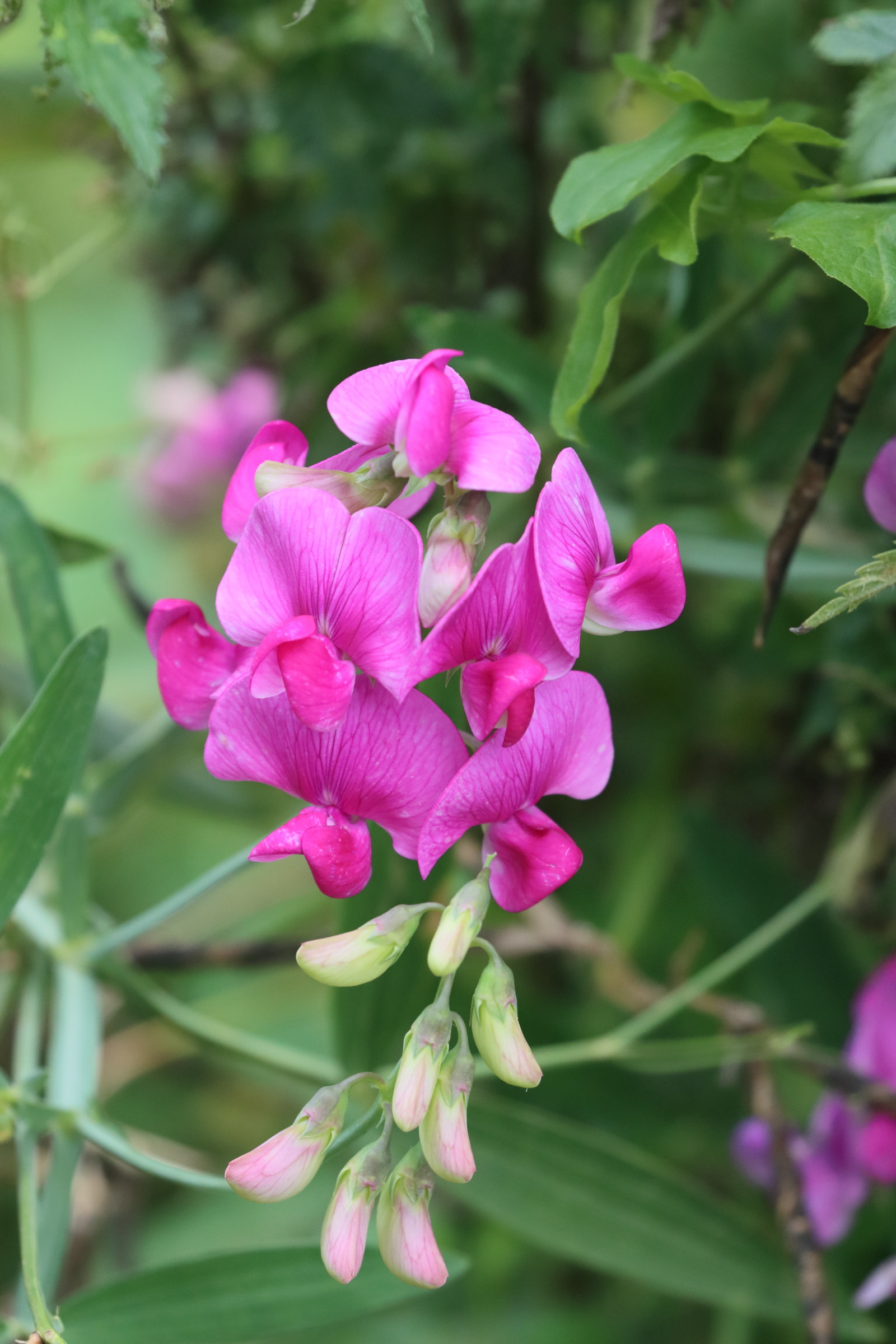 lathyrus_latifolius5bd