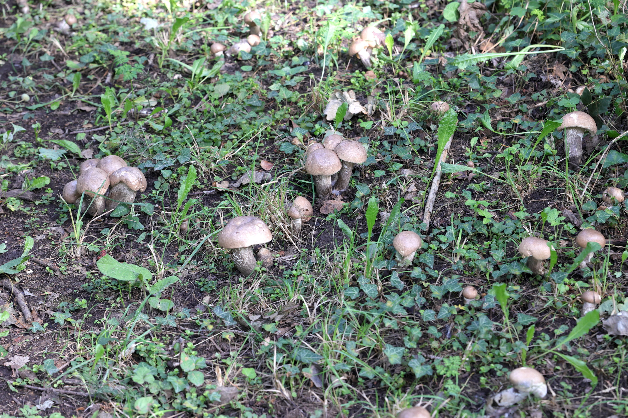 leccinum_duriusculum1md