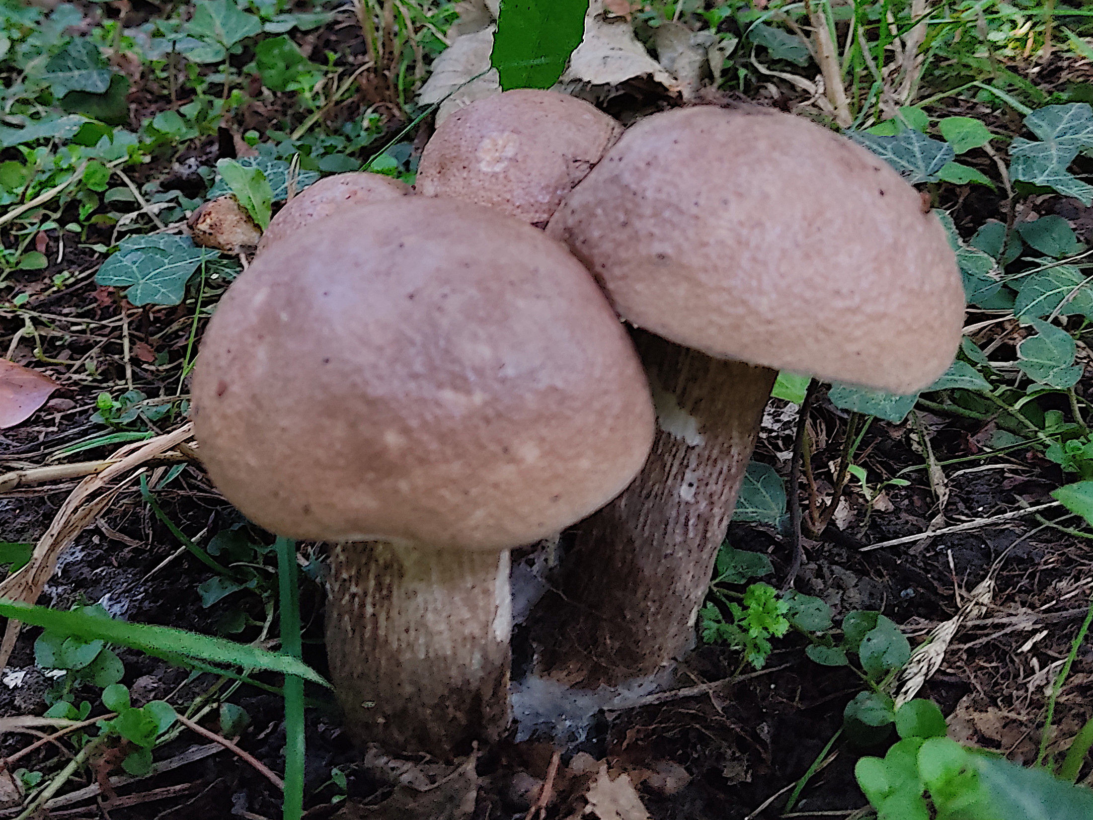 leccinum_duriusculum2bd