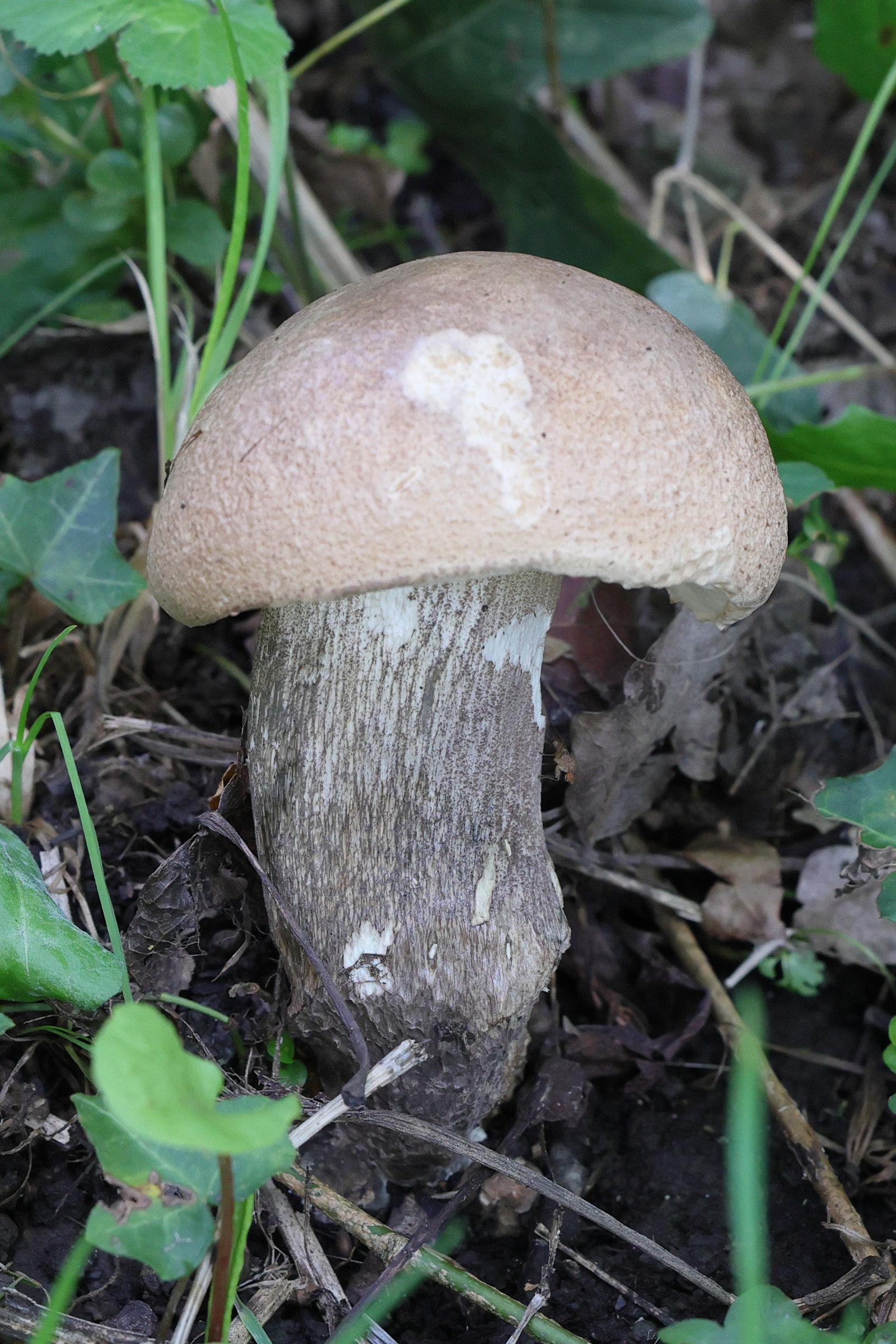 leccinum_duriusculum3md