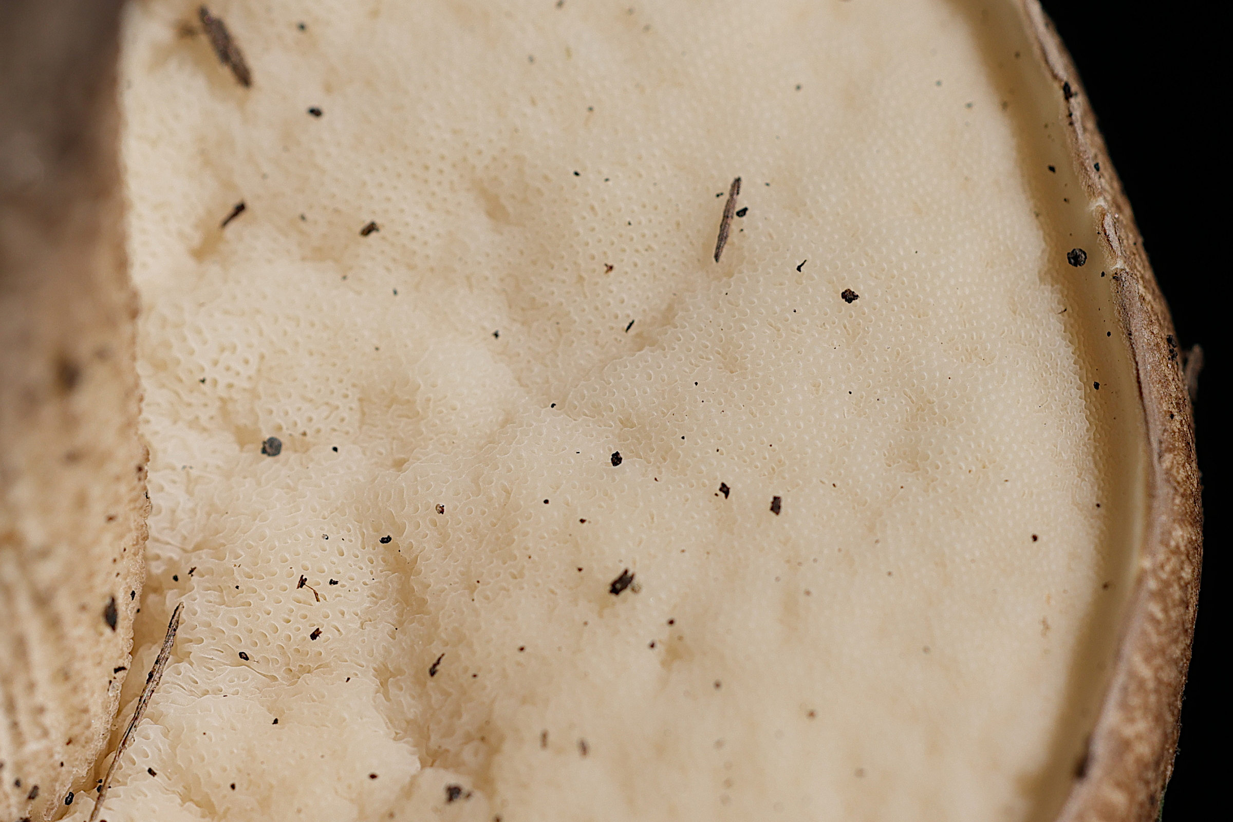 leccinum_duriusculum4md