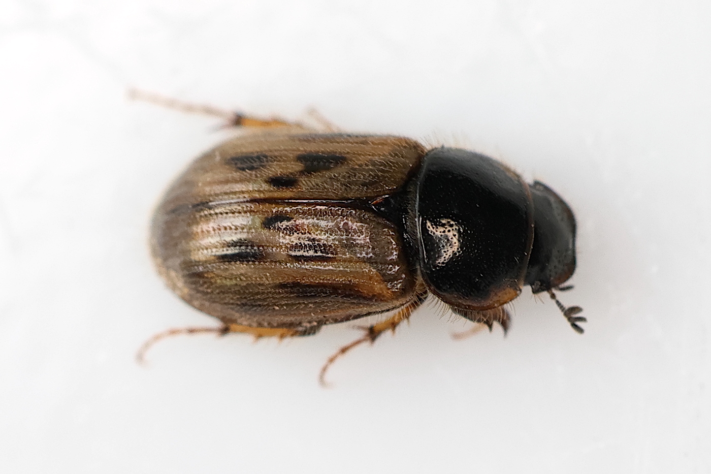 aphodius_contaminatus1md