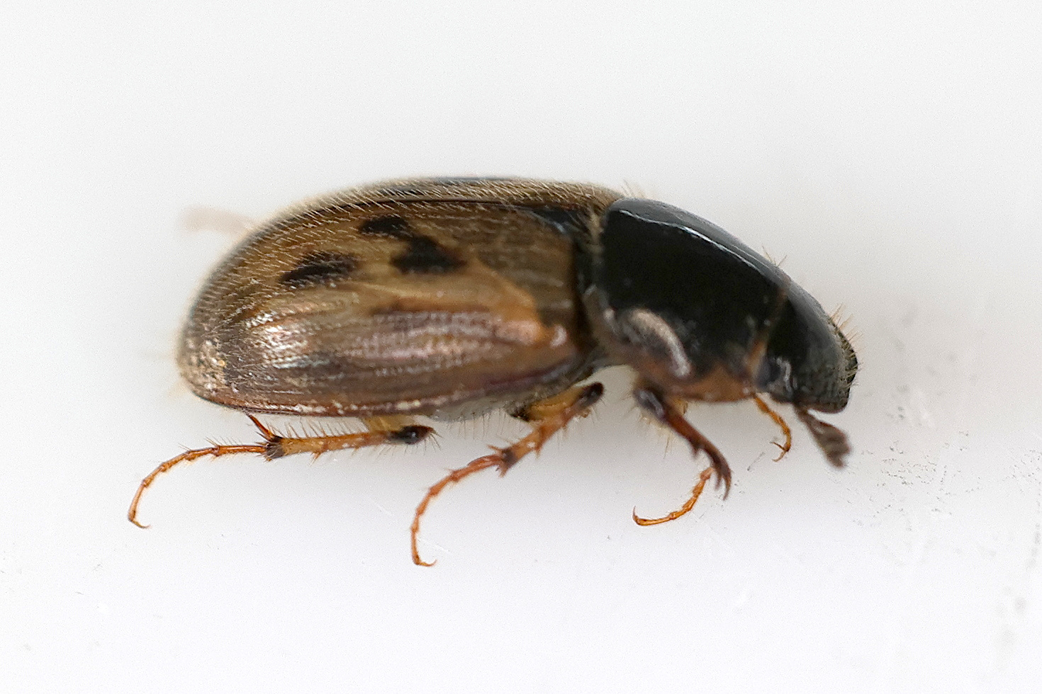 aphodius_contaminatus2md
