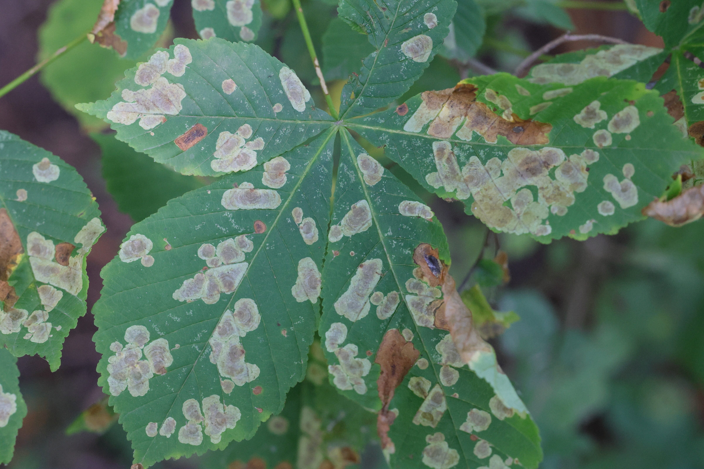 cameraria_ohridella_mine1md