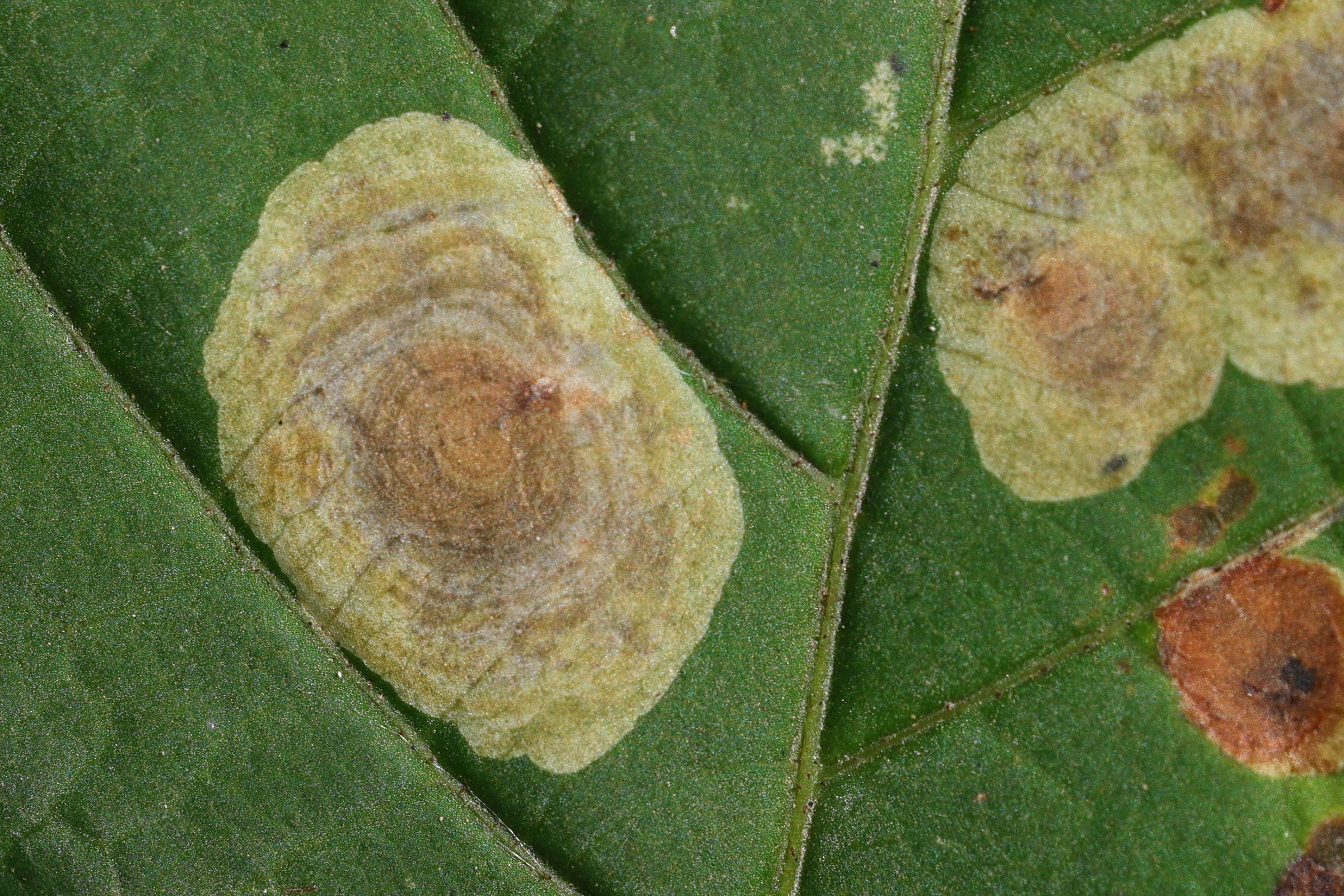 cameraria_ohridella_mine2md