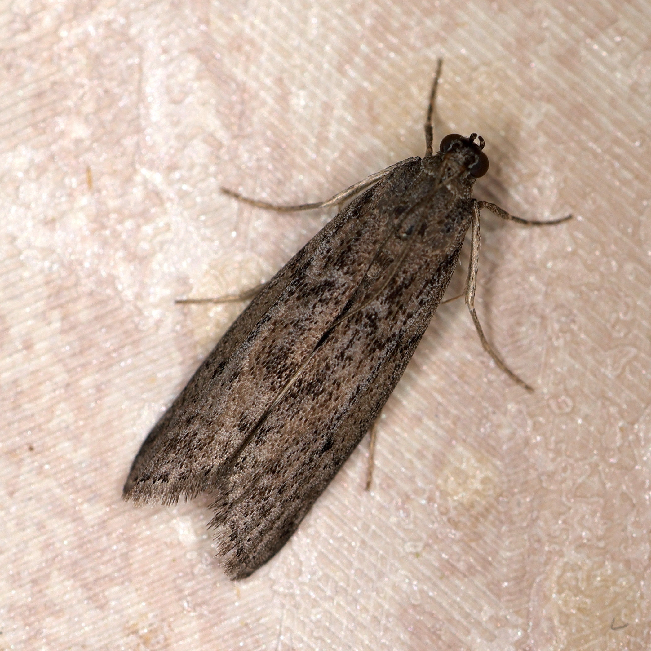 Afficher le média ephestia_kuehniella3md ephestia_kuehniella3md