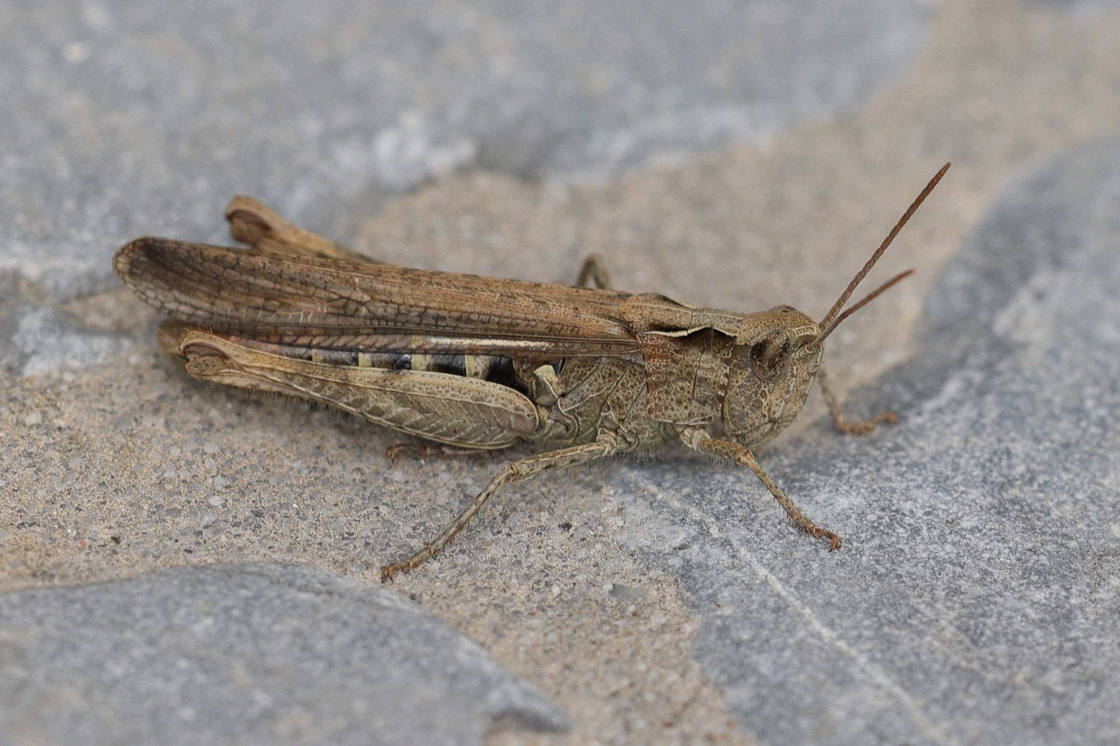 gomphocerippus_brunneus3md