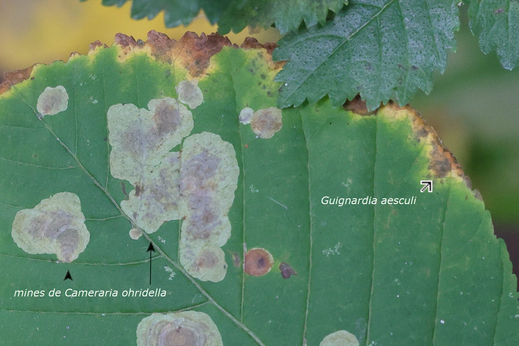 Afficher le média guignardia_aesculi1md guignardia_aesculi1md