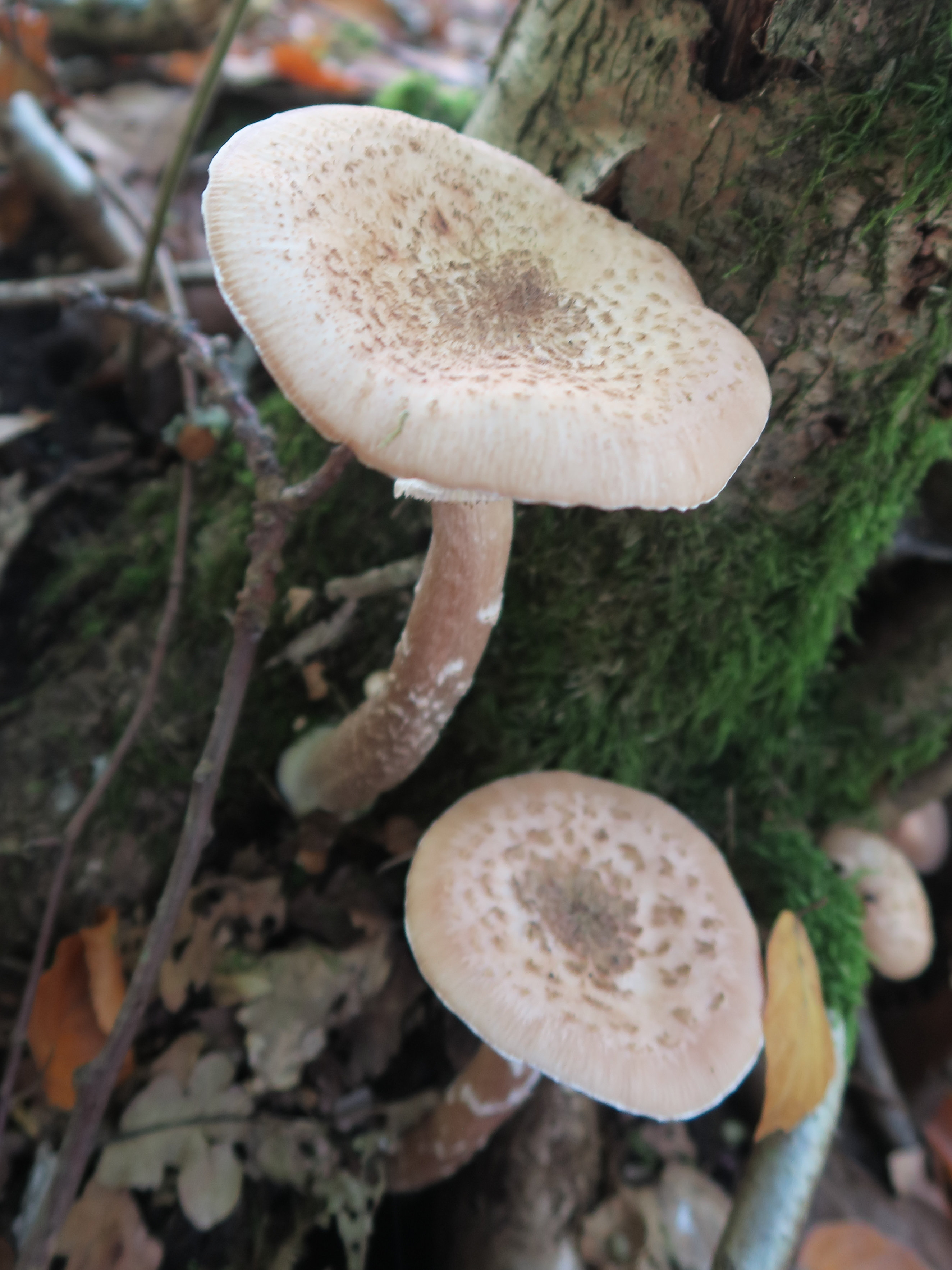 Afficher le média armillaria_ostoyae4bd armillaria_ostoyae4bd