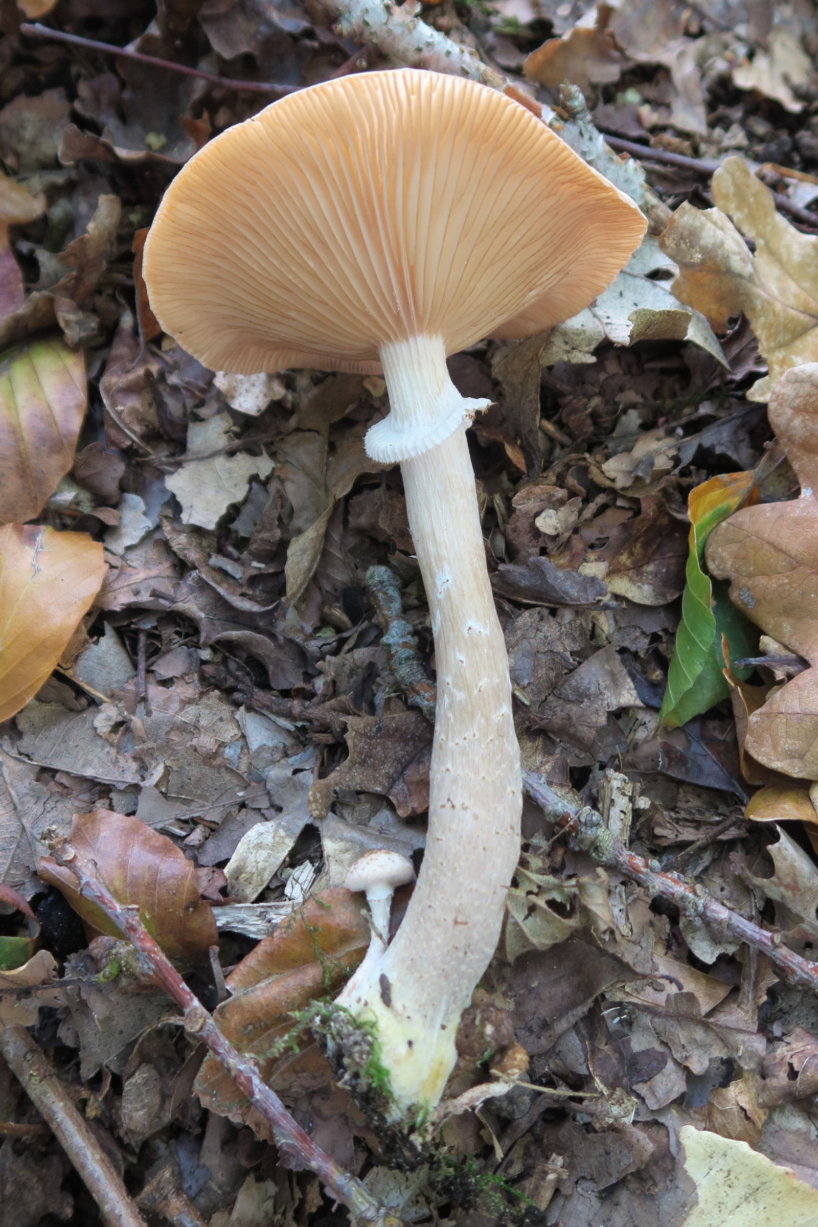 Afficher le média armillaria_ostoyae5bd armillaria_ostoyae5bd