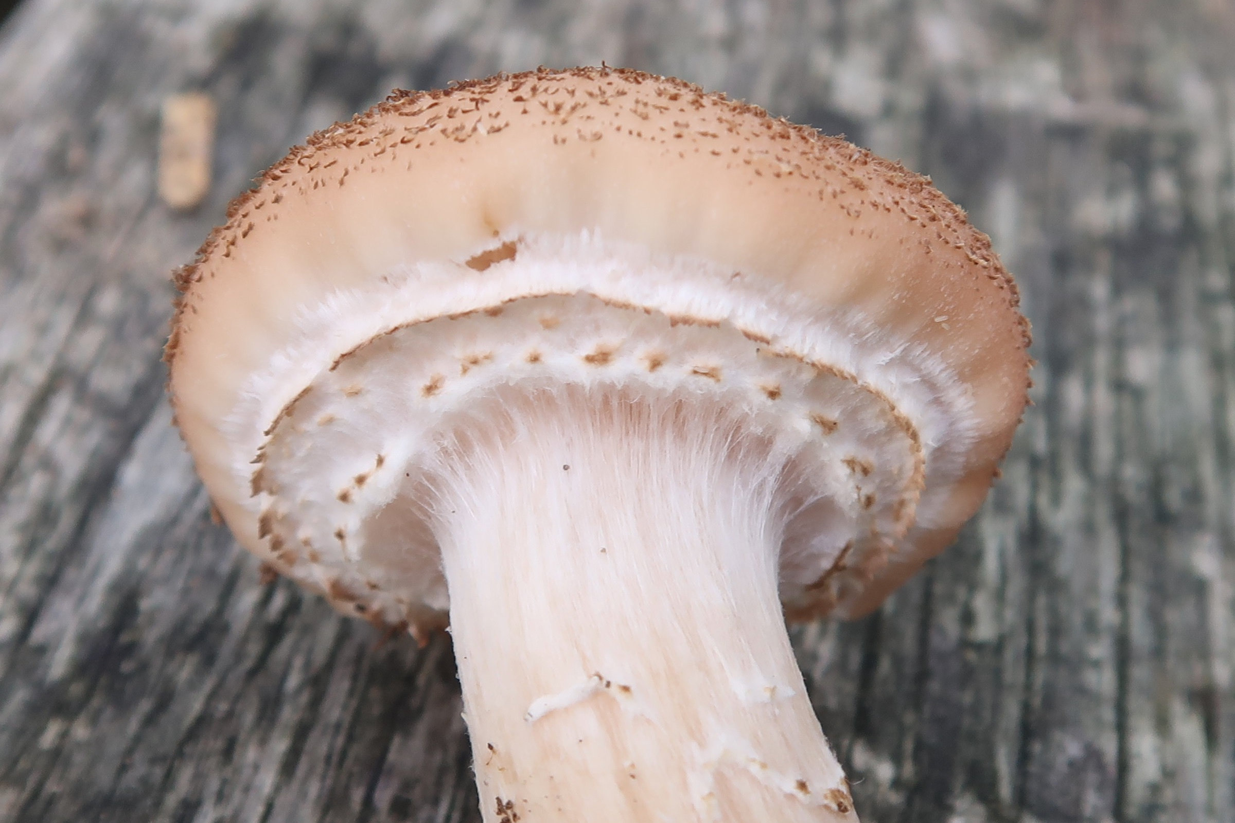 Afficher le média armillaria_ostoyae6md armillaria_ostoyae6md