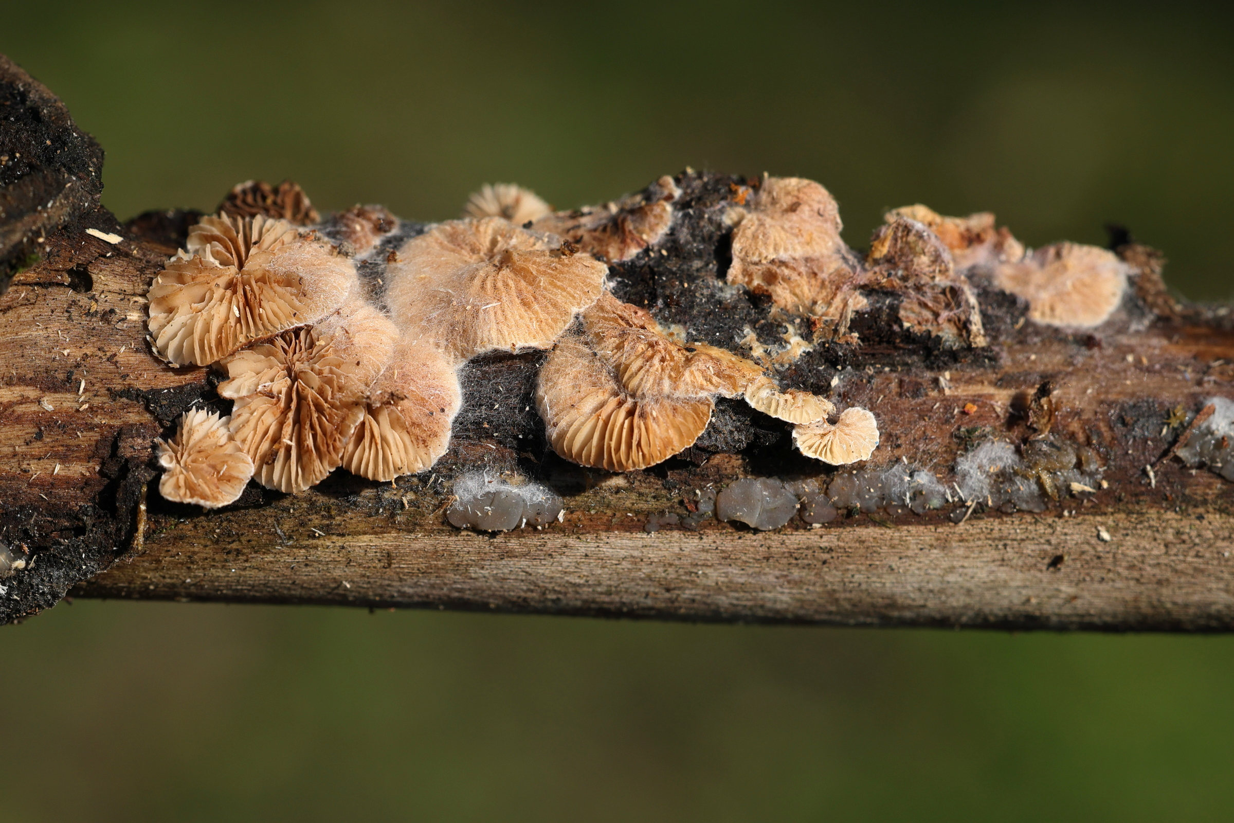 Afficher le média crepidotus_variabilis5md crepidotus_variabilis5md