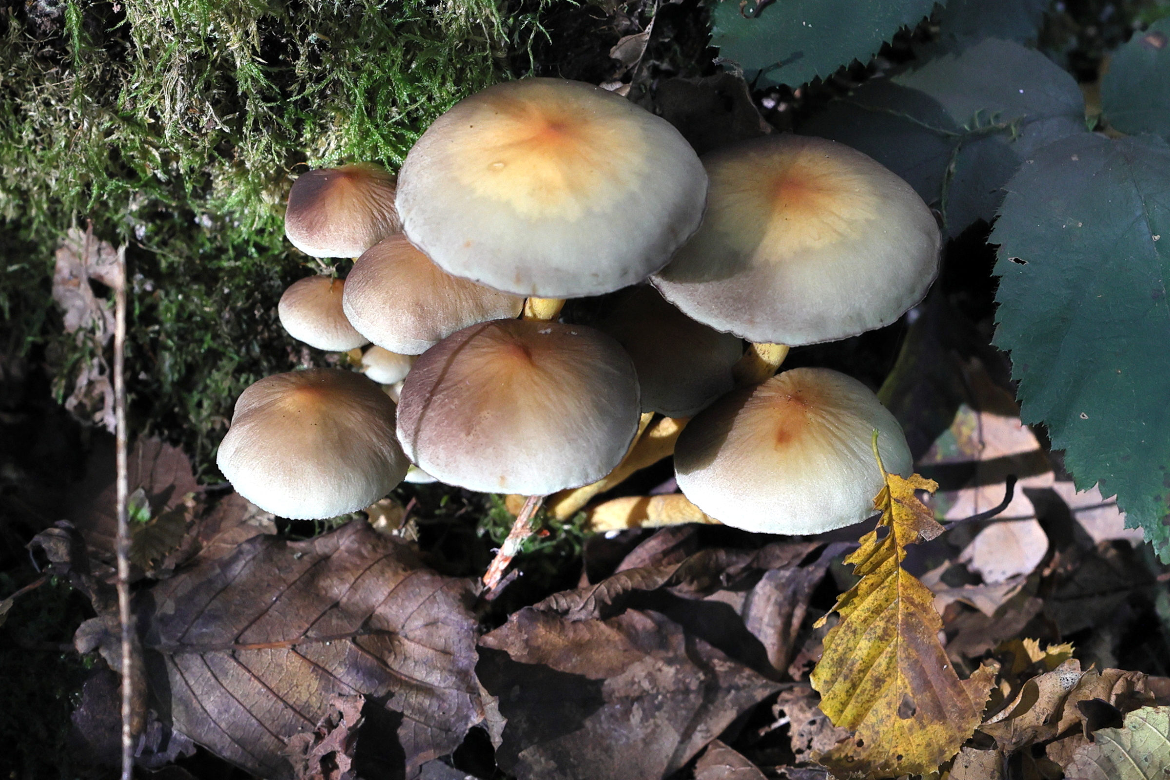 Afficher le média hypholoma_fasciculare10mdjpg hypholoma_fasciculare10mdjpg