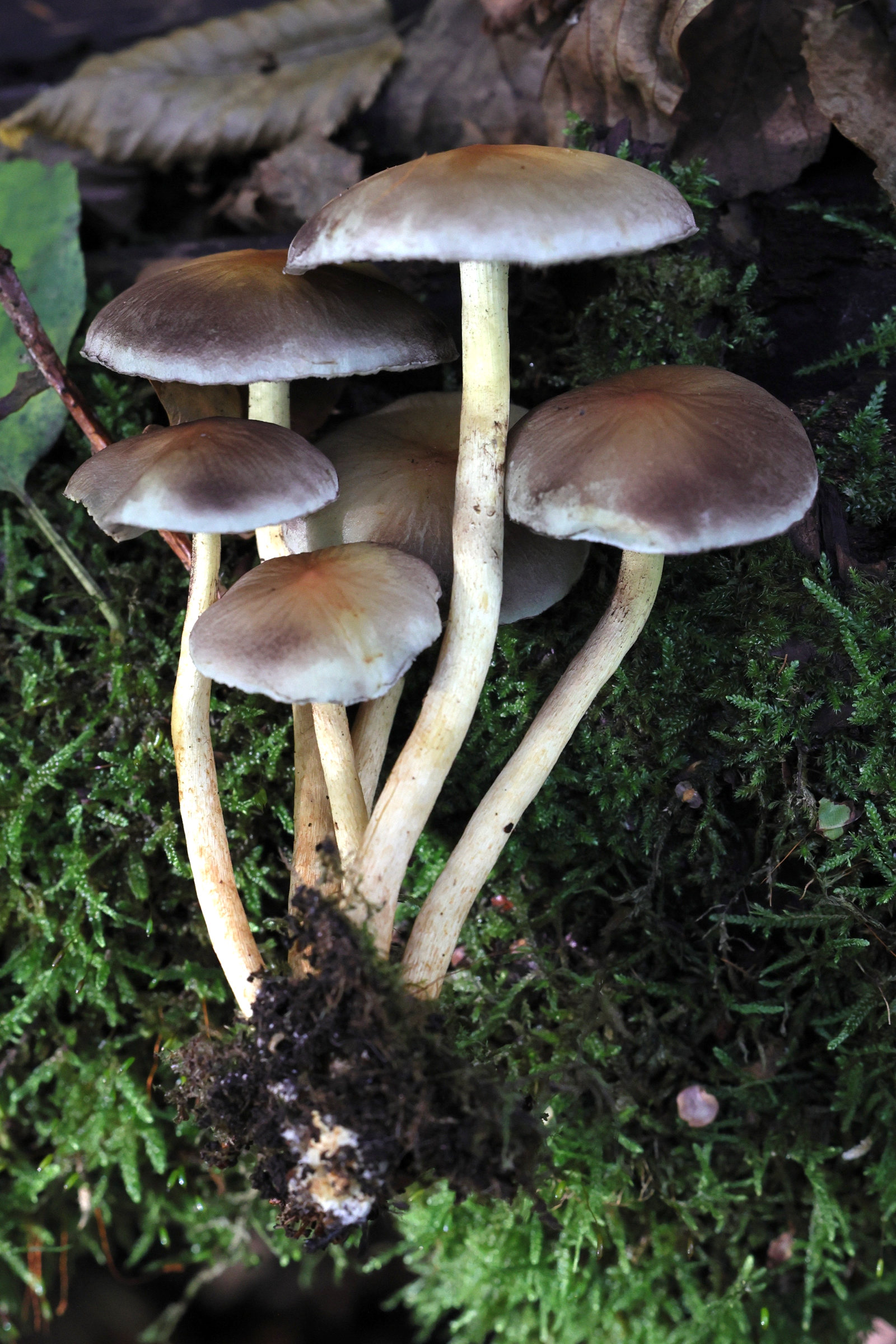 Afficher le média hypholoma_fasciculare11md hypholoma_fasciculare11md