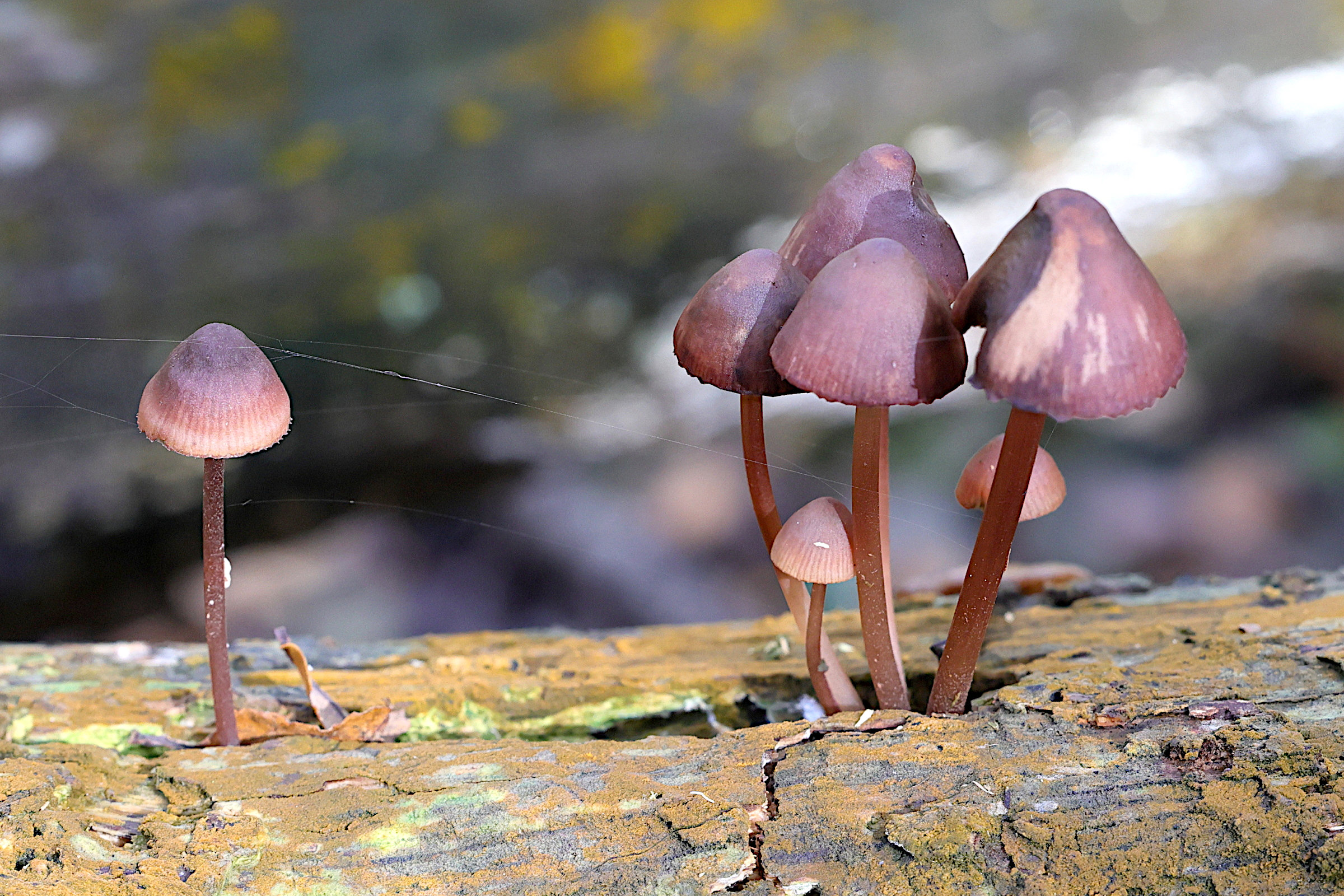 Afficher le média mycena_haematopus5md mycena_haematopus5md