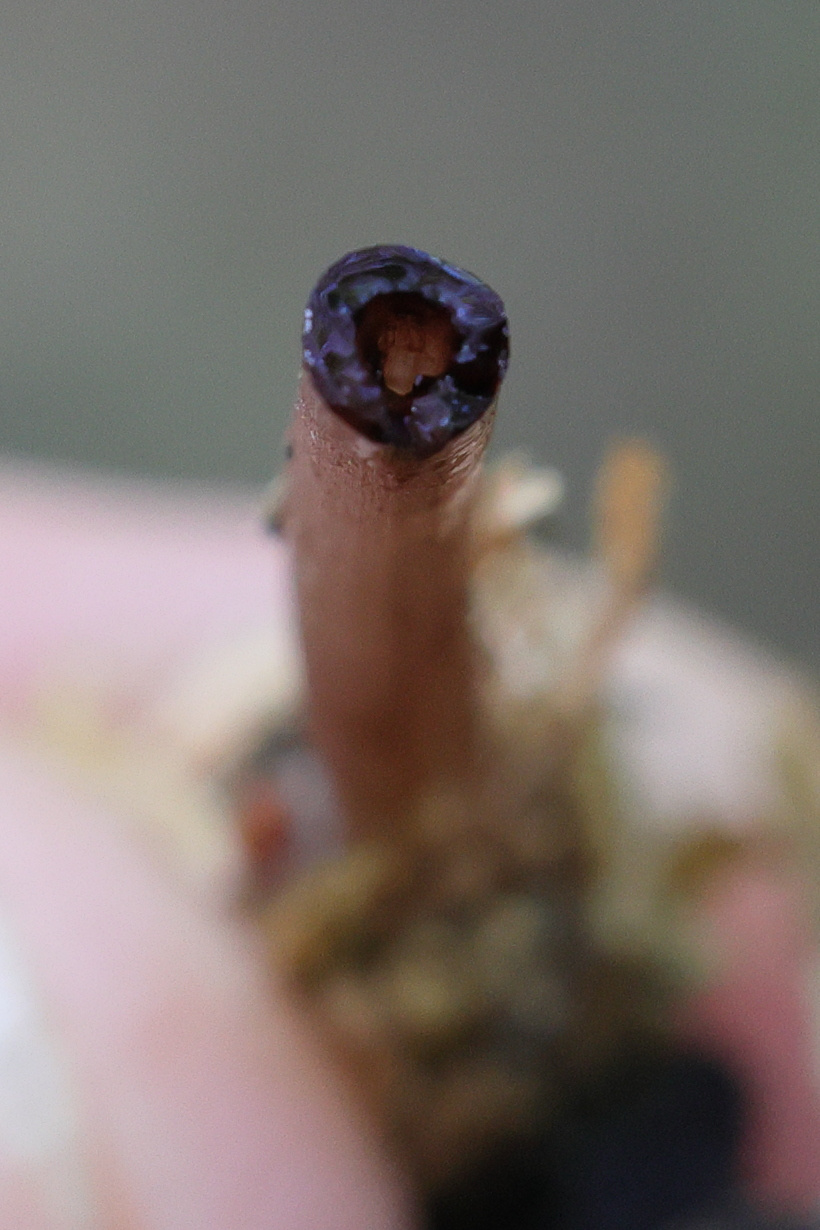 Afficher le média mycena_haematopus6md mycena_haematopus6md