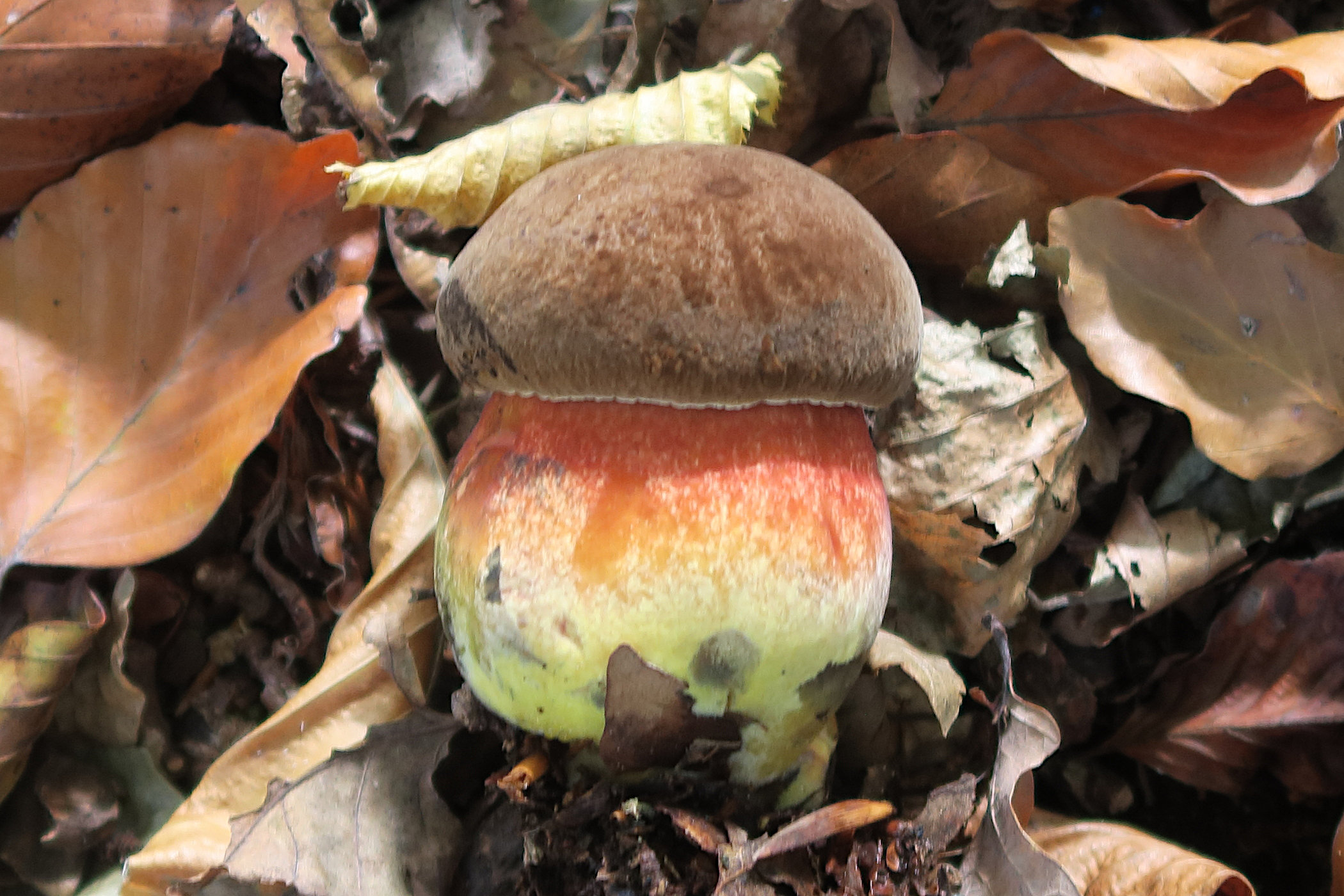 neoboletus_erythopus7bd