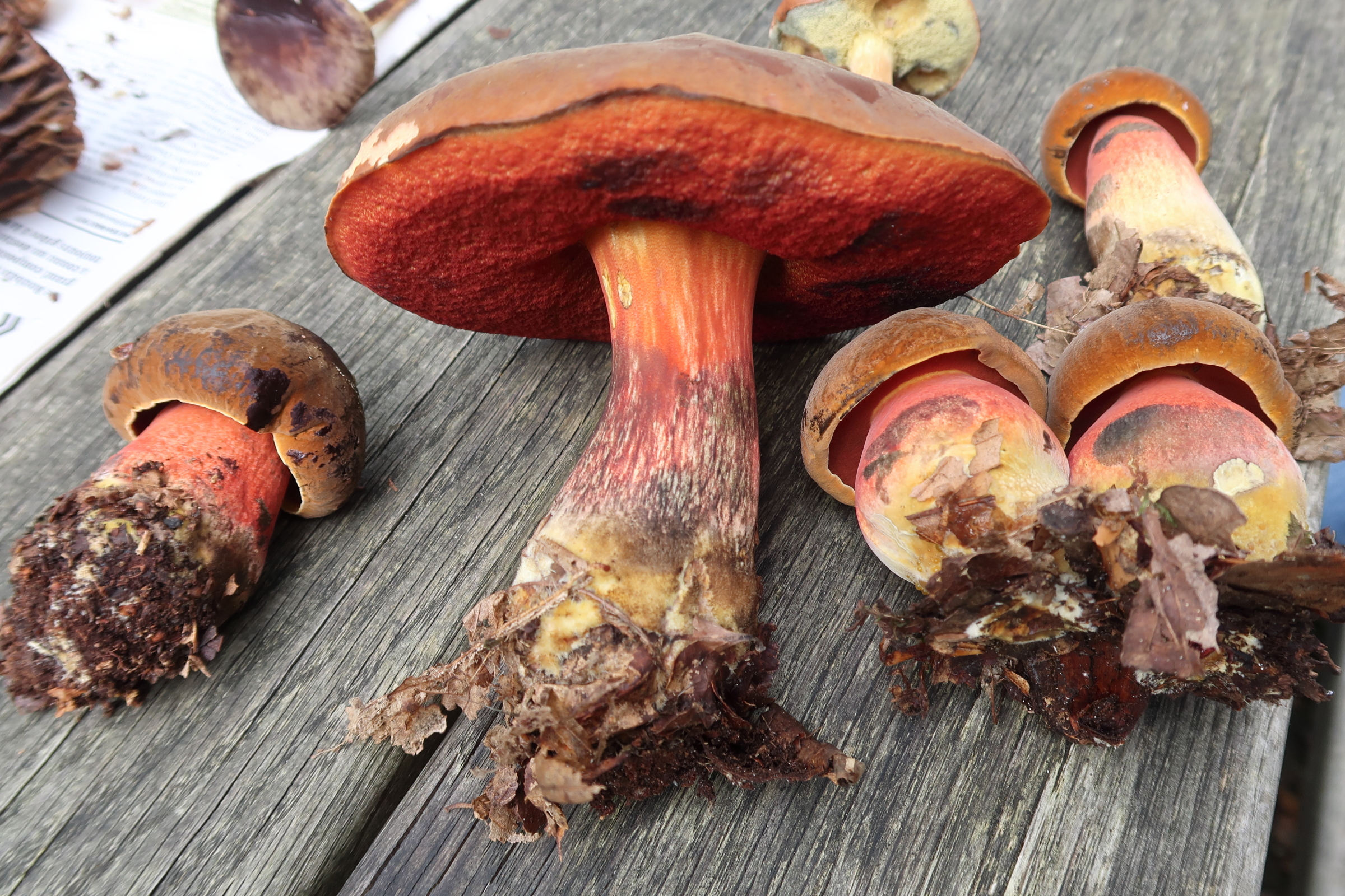 neoboletus_erythopus8md