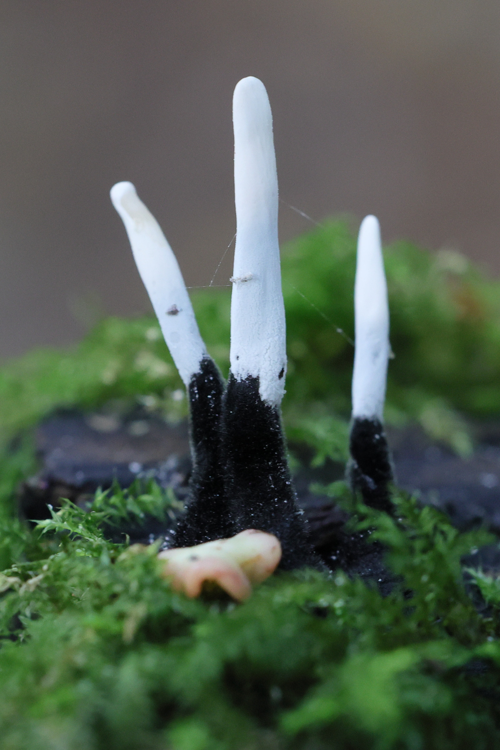 xylaria_hypoxylon6md