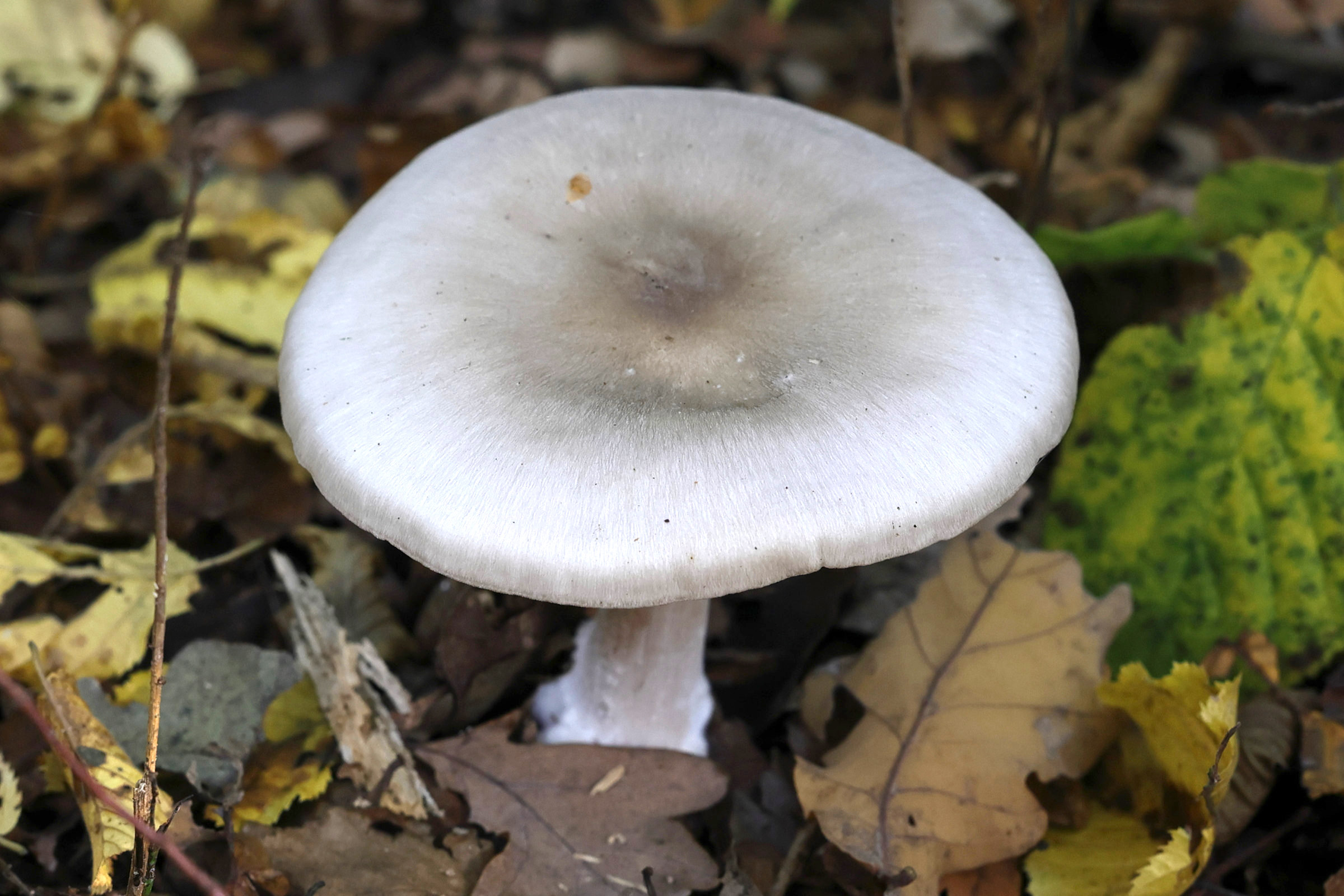 clitocybe_nebularis3md