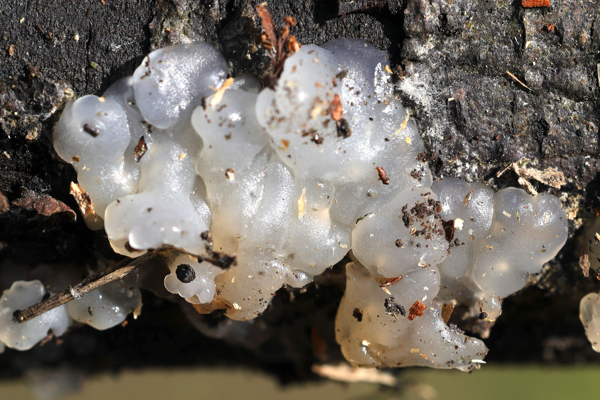 myxarium_nucleatum3md