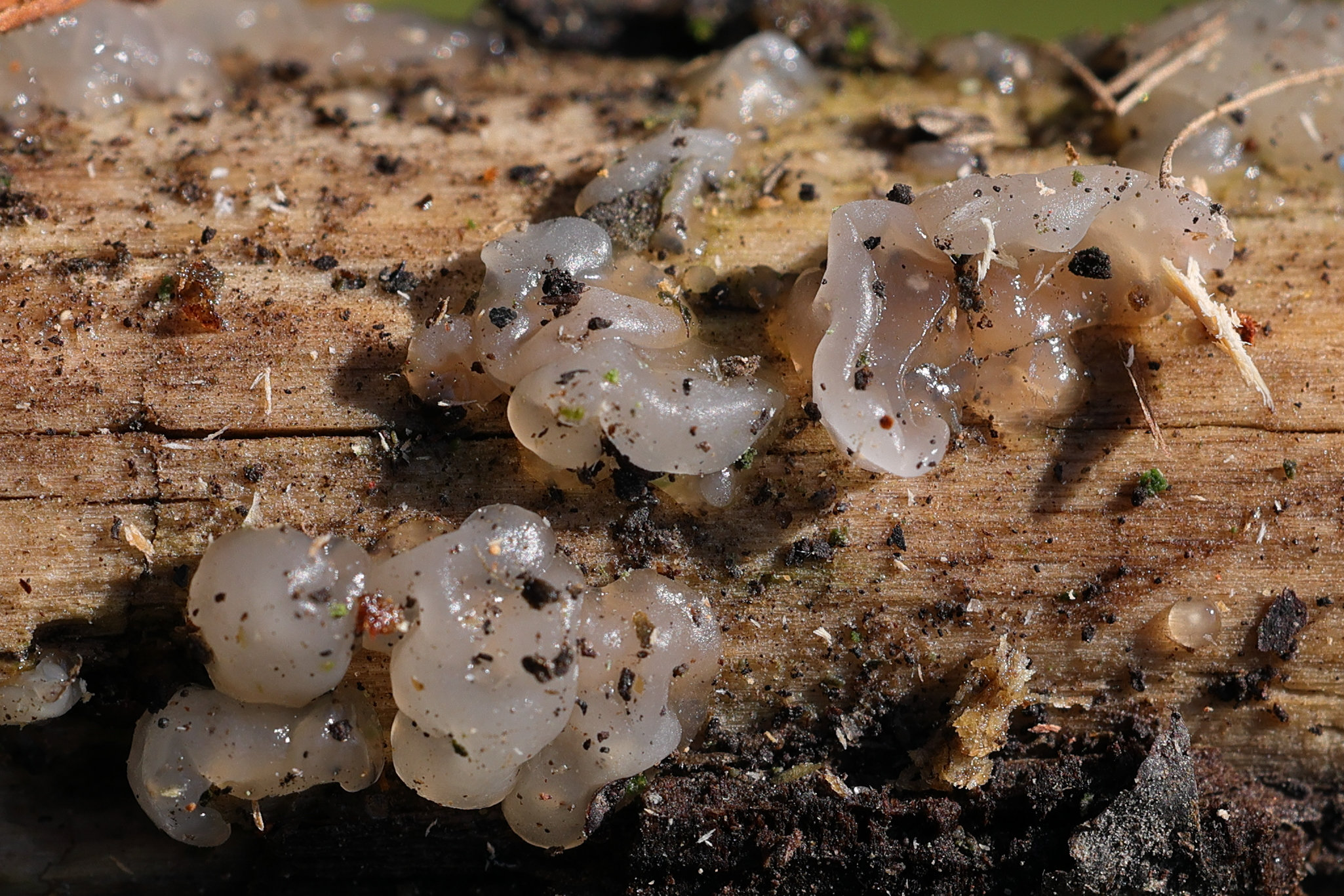 myxarium_nucleatum4md