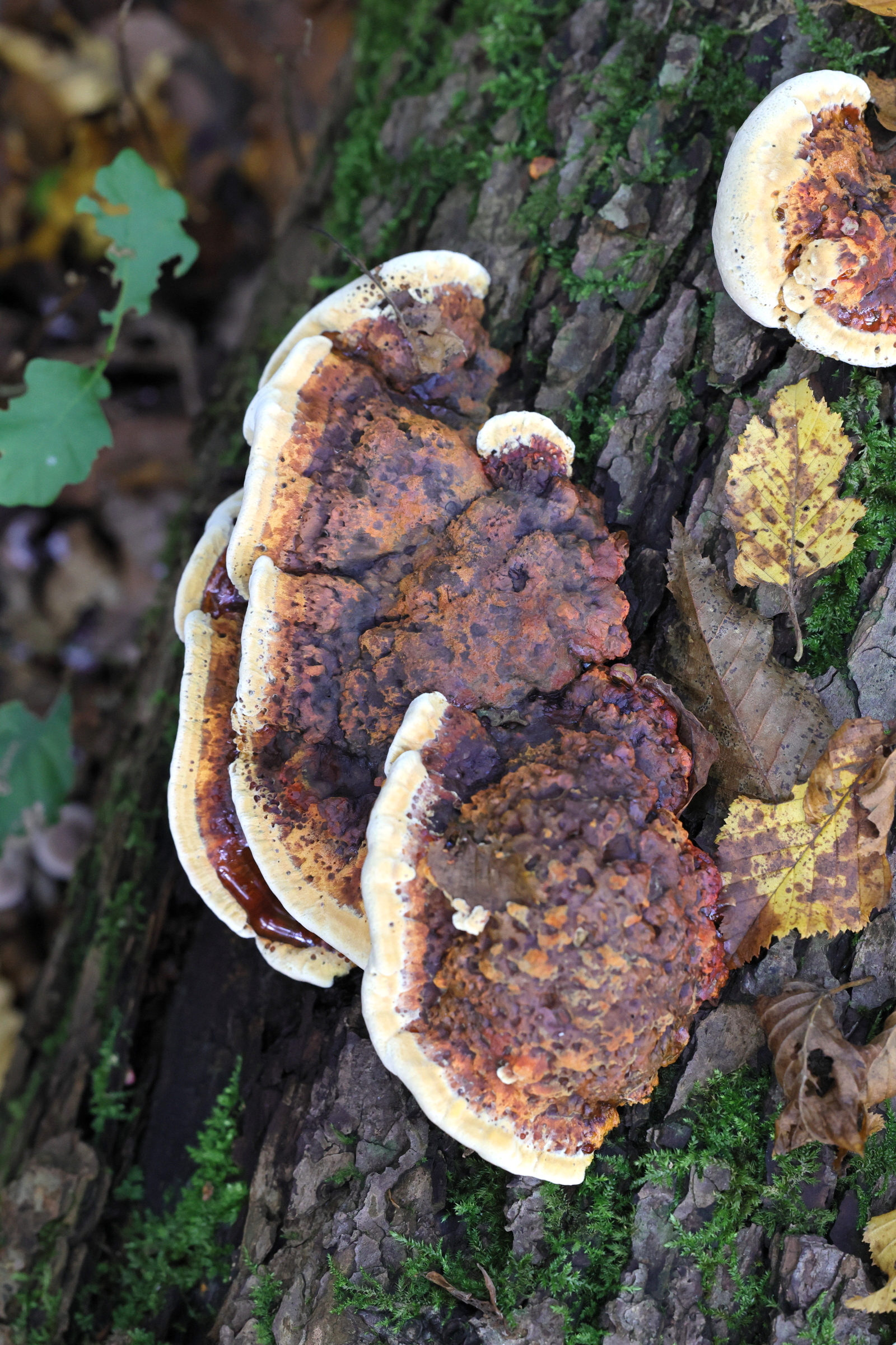 Afficher le média inonotus_radiatus1md inonotus_radiatus1md