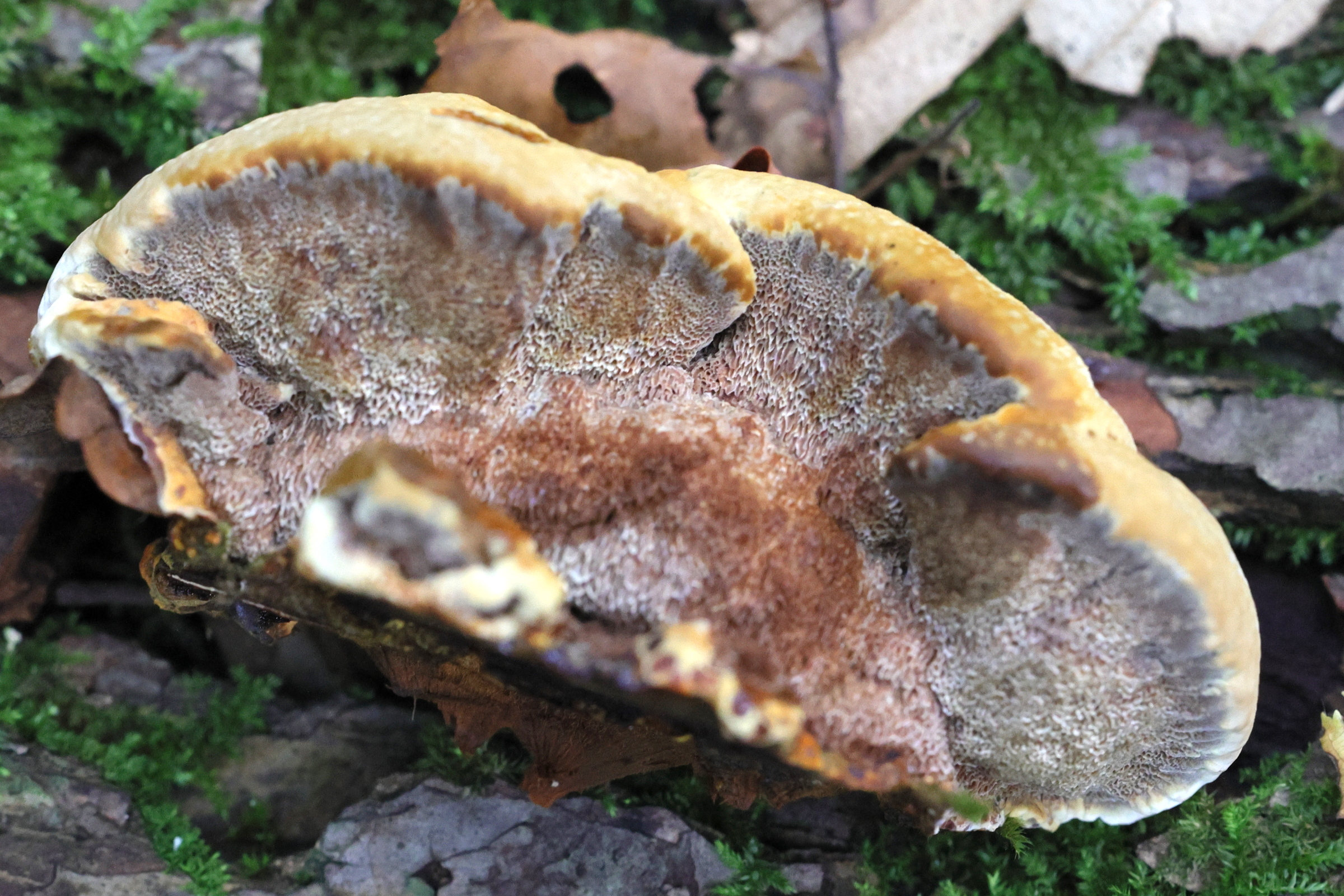 Afficher le média inonotus_radiatus2md inonotus_radiatus2md