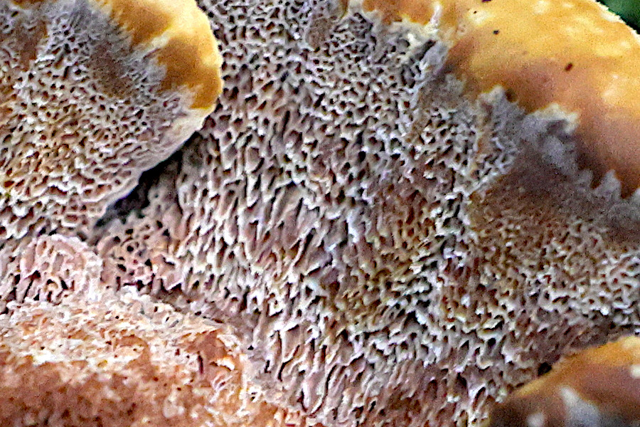 Afficher le média inonotus_radiatus3md inonotus_radiatus3md