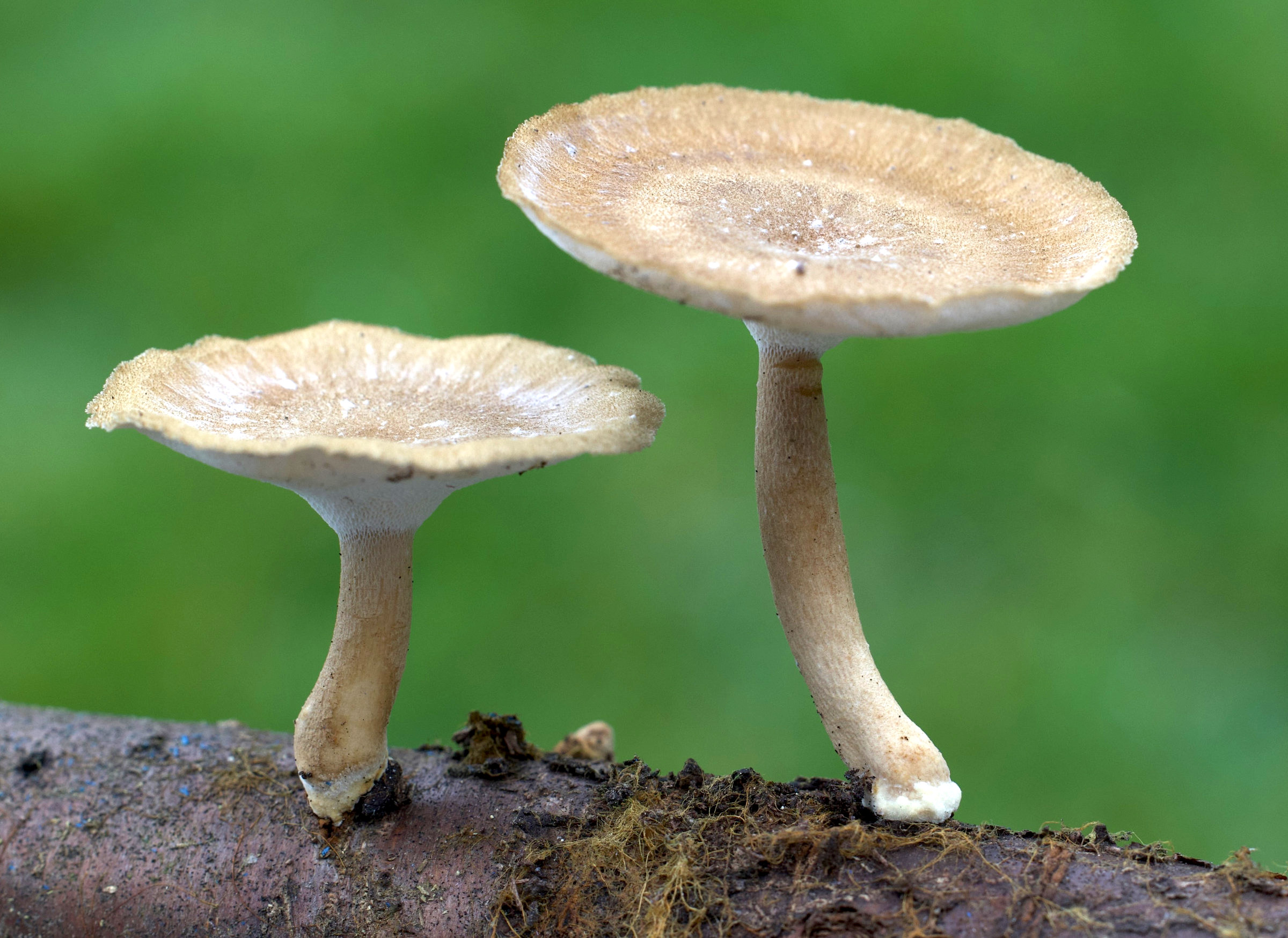 Afficher le média lentinus_brumalis1md lentinus_brumalis1md