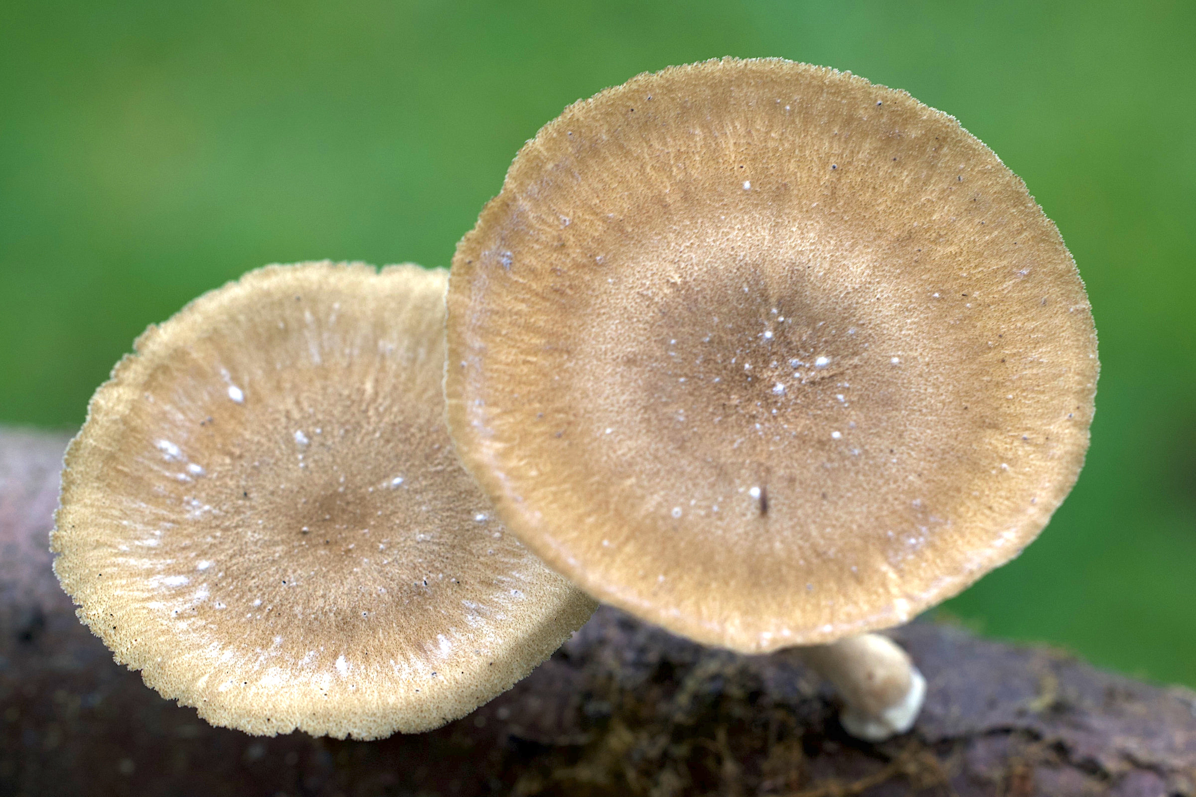 Afficher le média lentinus_brumalis2md lentinus_brumalis2md
