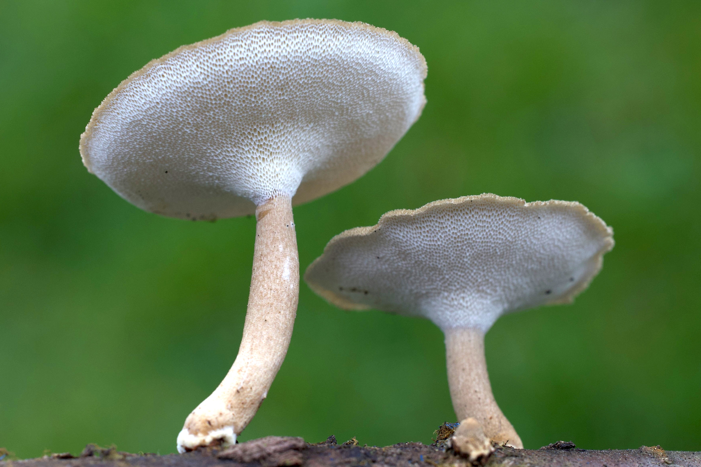 Afficher le média lentinus_brumalis3md lentinus_brumalis3md